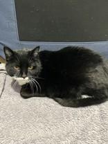 Enlarge Alexandra, a ADOPTABLE Domestic Short Hair in Hamilton, MT image 4/5