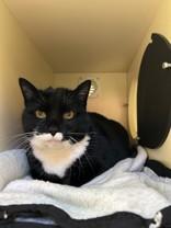 Enlarge Alexandra, a ADOPTABLE Domestic Short Hair in Hamilton, MT image 2/5