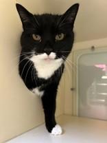 Enlarge Alexandra, a ADOPTABLE Domestic Short Hair in Hamilton, MT image 3/5