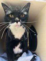 Alexandra, ADOPTABLE, Adult Female Domestic Short Hair.