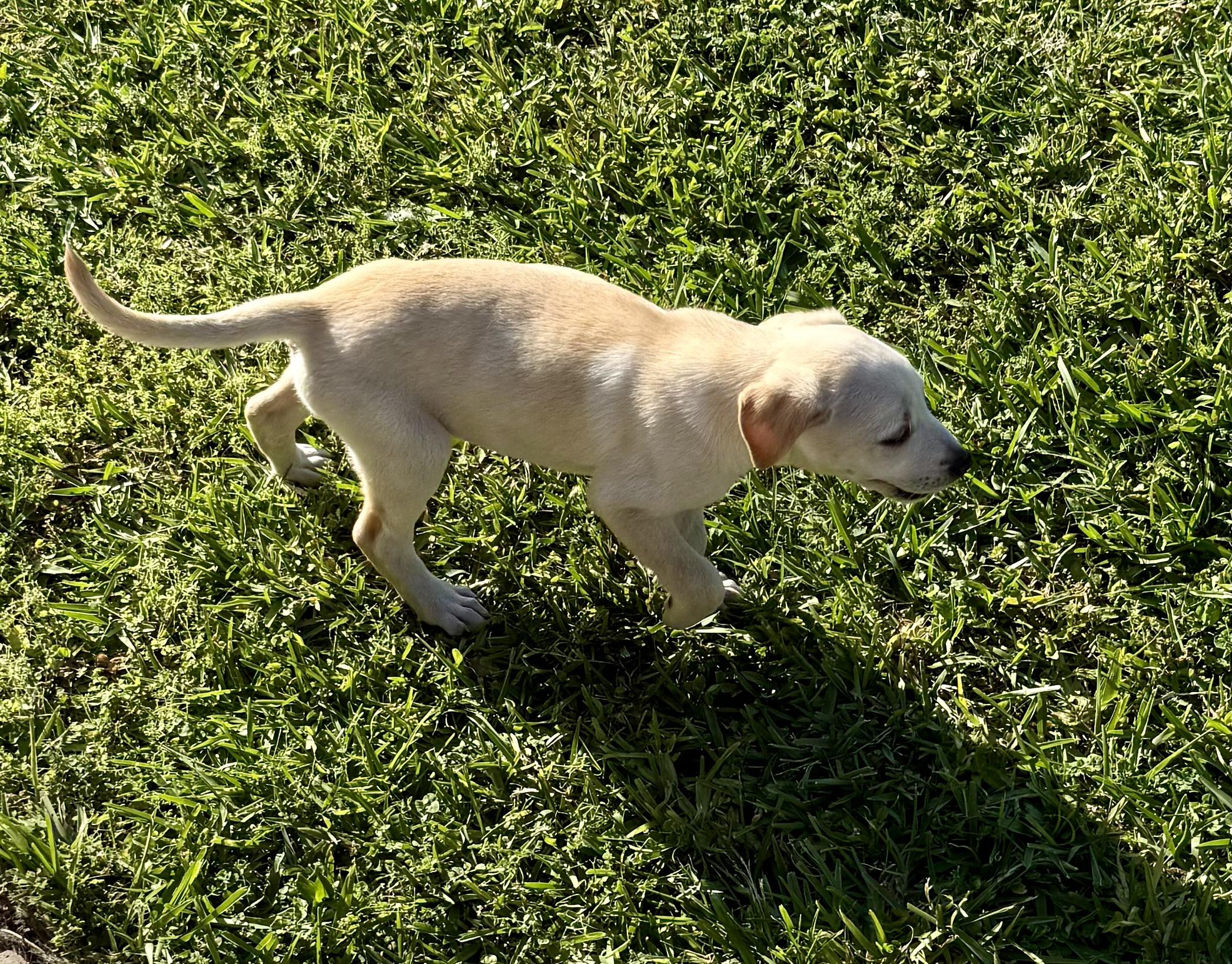 Enlarge Shy puppy girl Labrador Retriever , a ADOPTABLE Yellow Labrador Retriever in Boca Raton, FL image 5/6