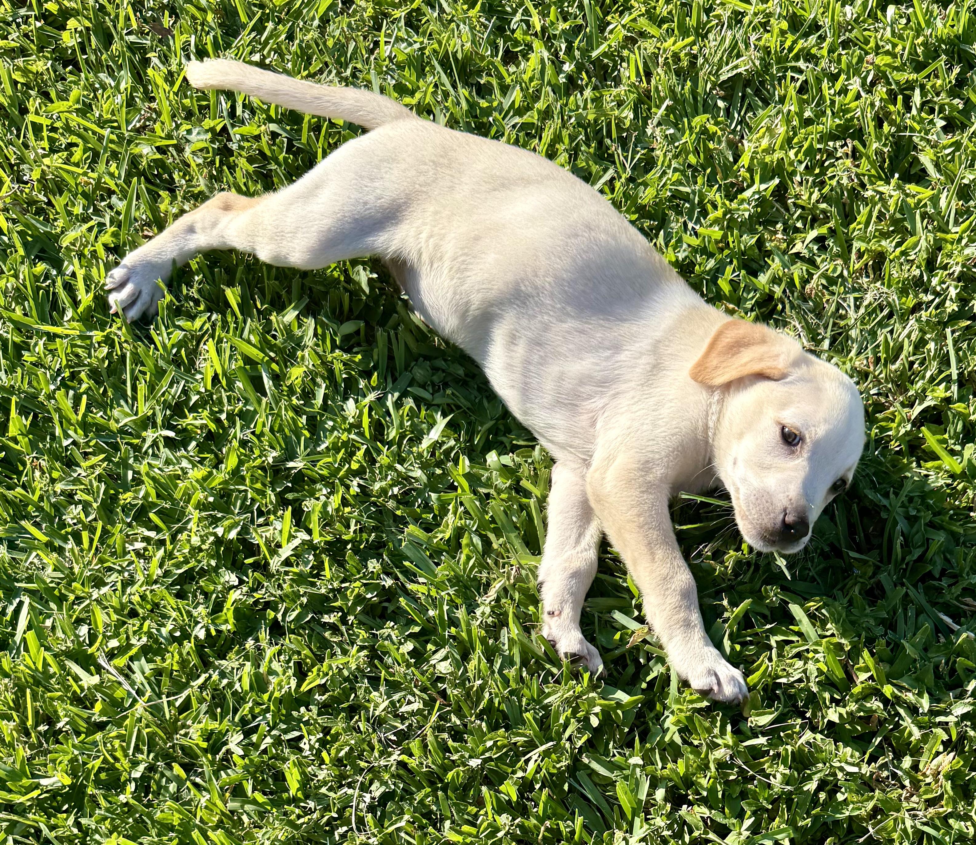 Enlarge Shy puppy girl Labrador Retriever , a ADOPTABLE Yellow Labrador Retriever in Boca Raton, FL image 2/6