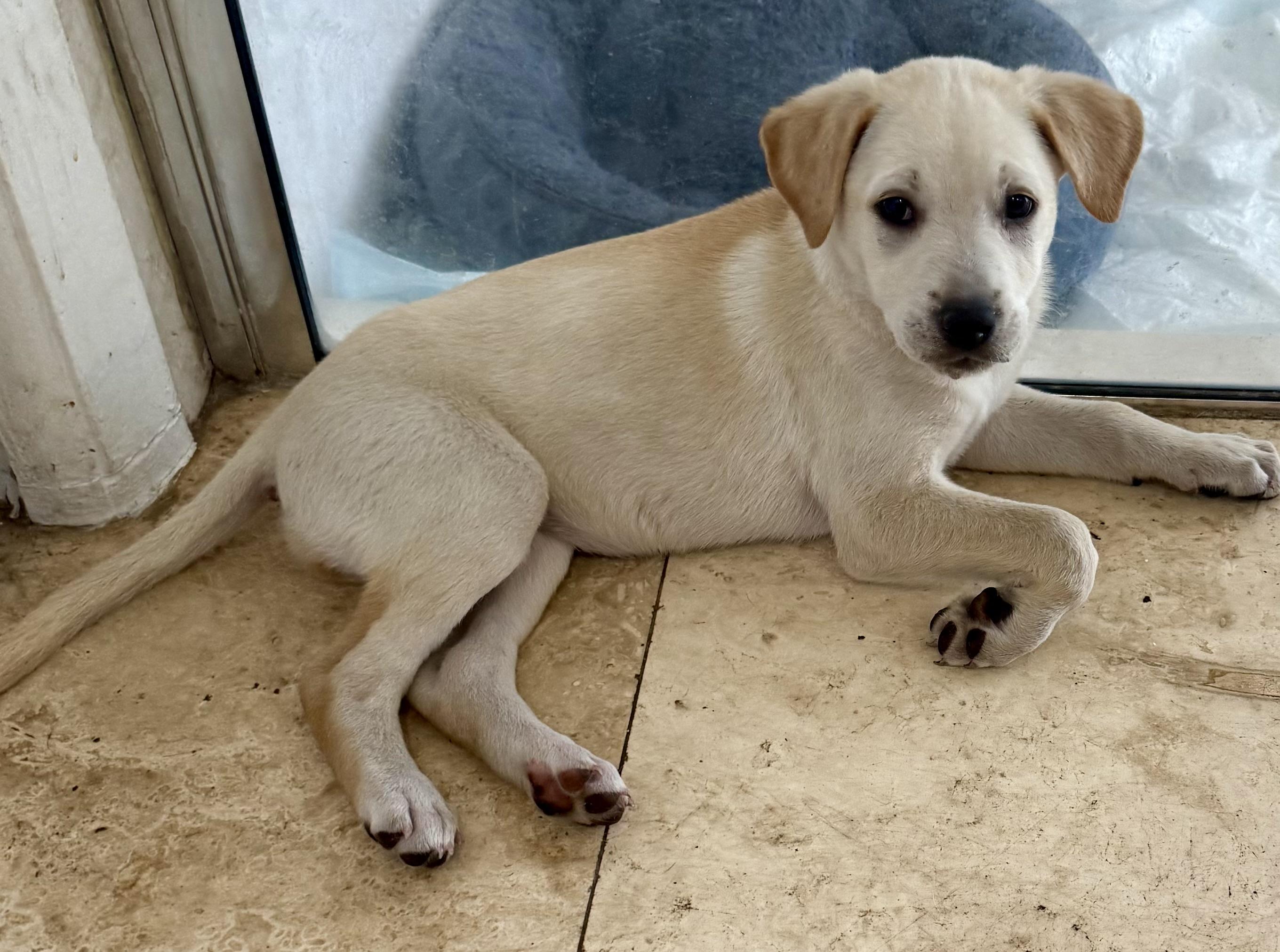 Enlarge Shy puppy girl Labrador Retriever , a ADOPTABLE Yellow Labrador Retriever in Boca Raton, FL image 6/6
