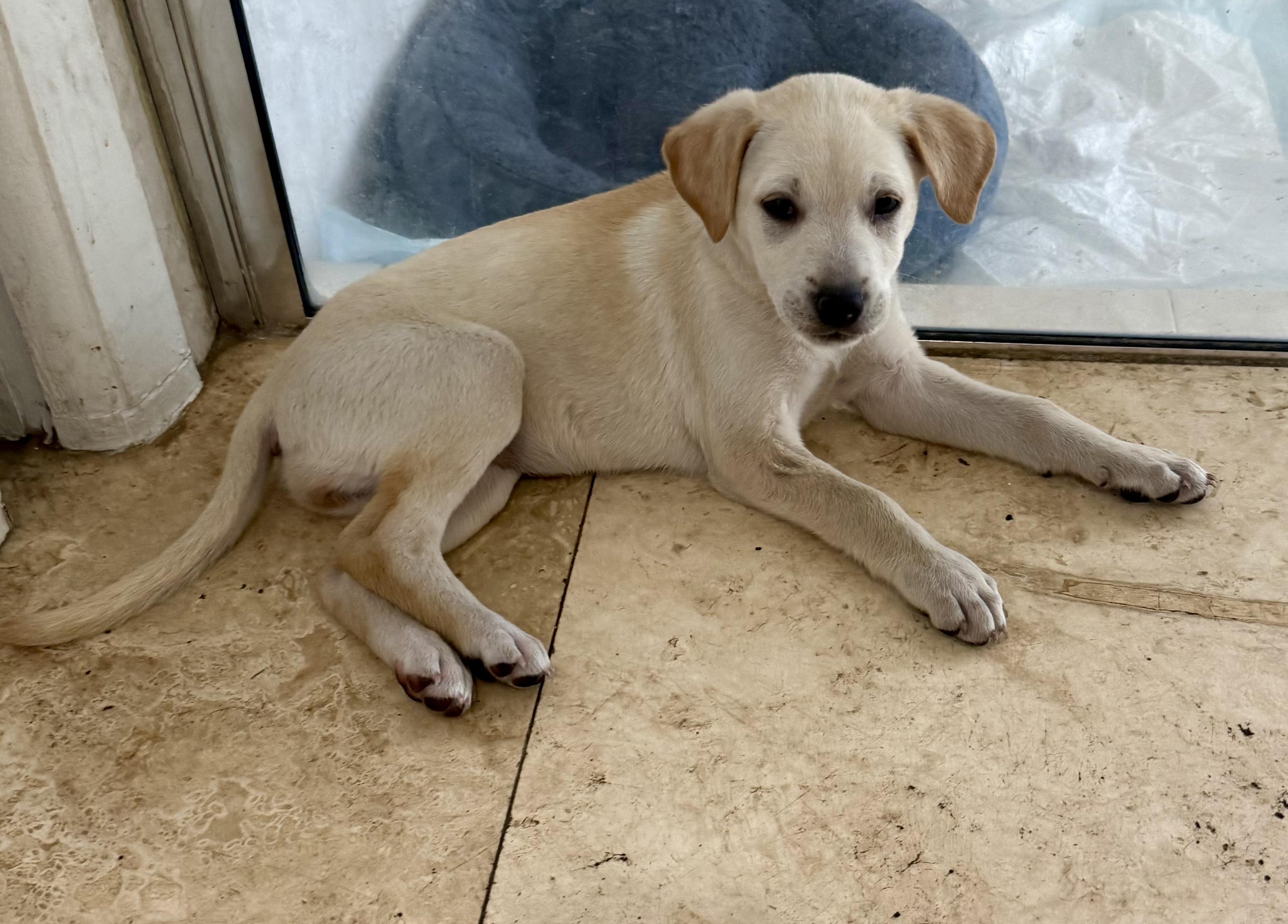 Shy puppy girl Labrador Retriever , ADOPTABLE, Puppy Female Yellow Labrador Retriever.