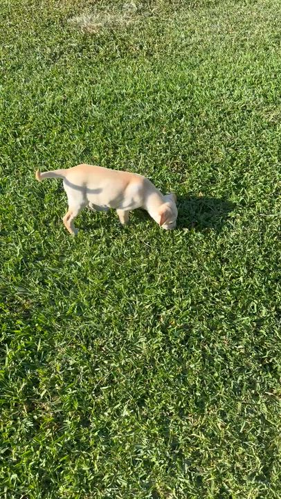 Enlarge Shy puppy girl Labrador Retriever , a ADOPTABLE Yellow Labrador Retriever in Boca Raton, FL video 4/6