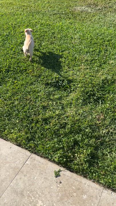 Enlarge Shy puppy girl Labrador Retriever , a ADOPTABLE Yellow Labrador Retriever in Boca Raton, FL video 3/6
