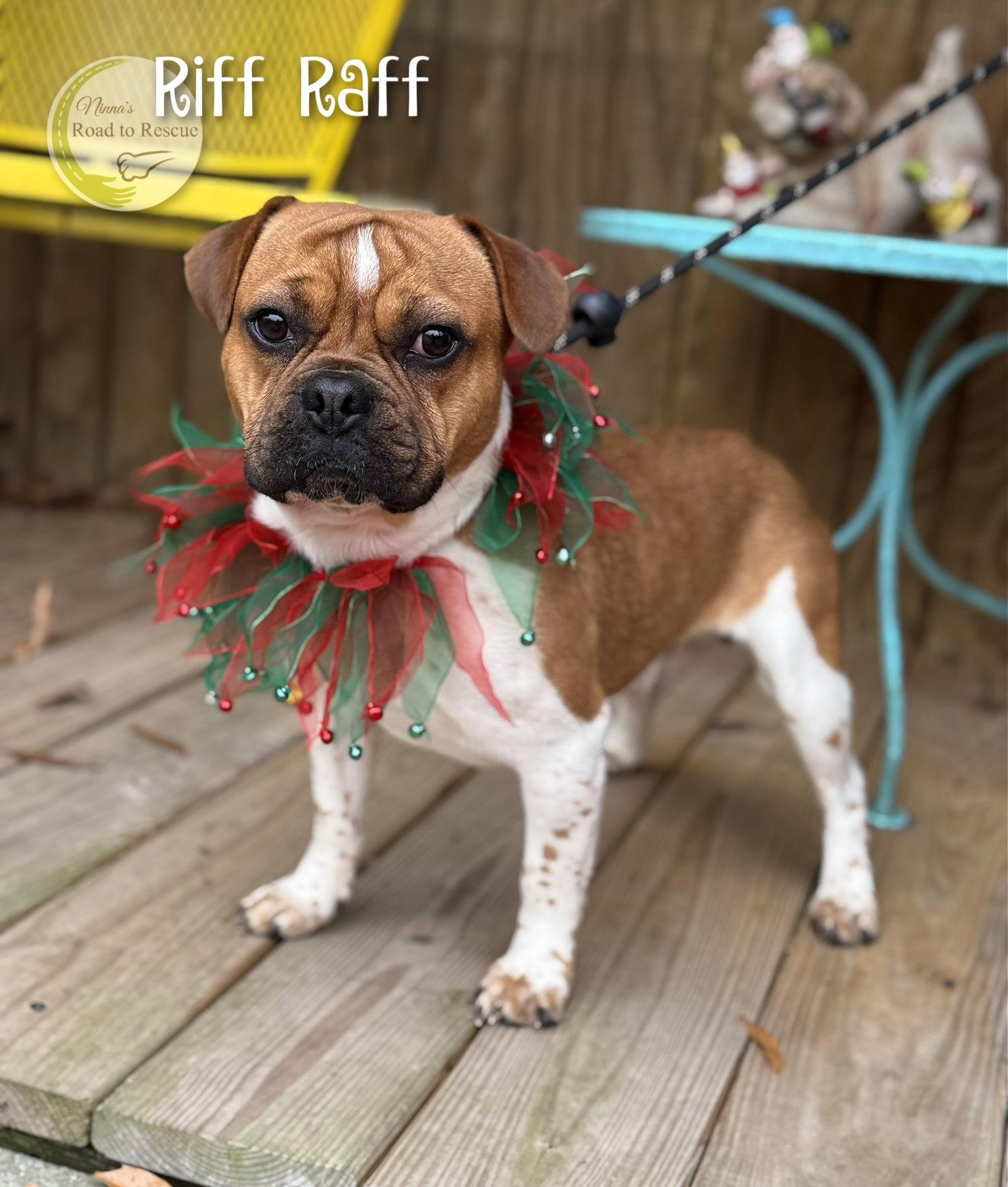 Riff Raff, Adoptable, Adult Male French Bulldog.