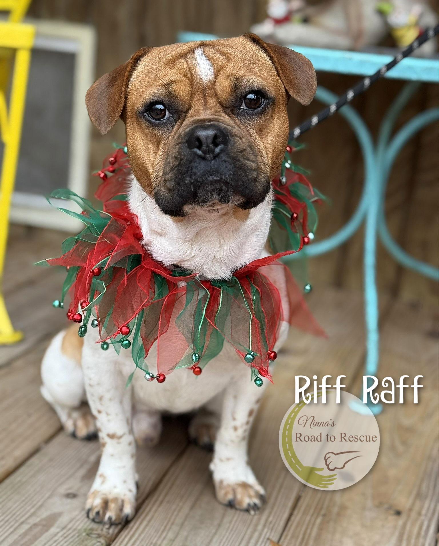 Enlarge Riff Raff, a Adoptable French Bulldog in Benton, LA image 2/2