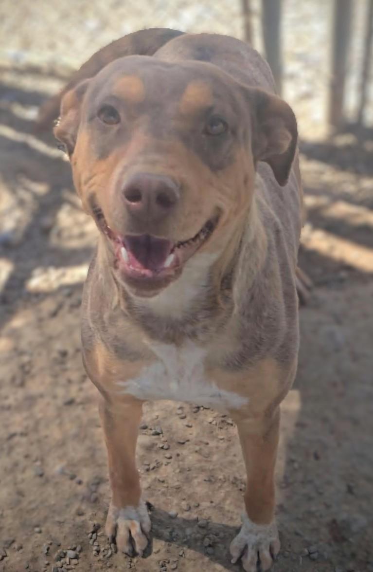 Enlarge Kevin, a Adopted Pit Bull Terrier in Riverton, WY image 1/1