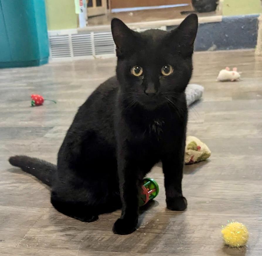 Hancock, Adoptable, Young Male Domestic Short Hair.