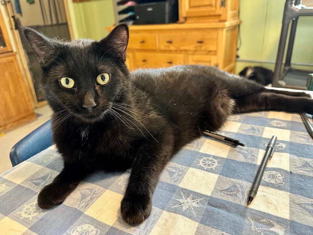 Enlarge Hancock, a Adoptable mixed breed in Rice Lake, WI image 2/2