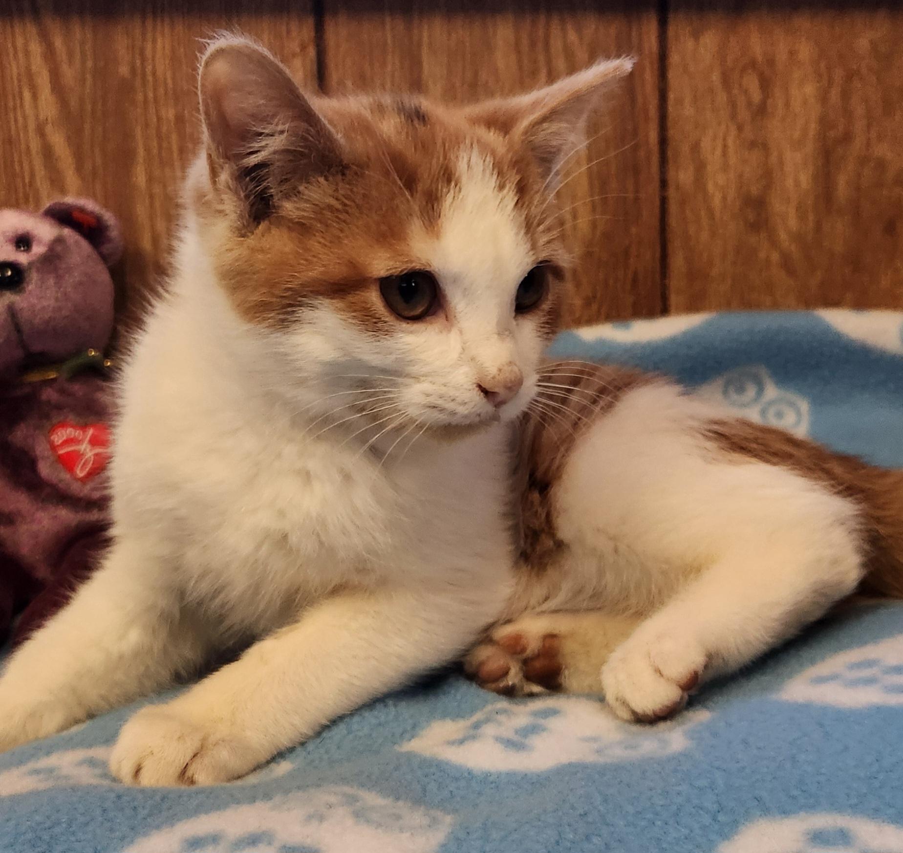 Enlarge Pooh Bear, an adoptable Domestic Short Hair in Linden, NJ image 5/5