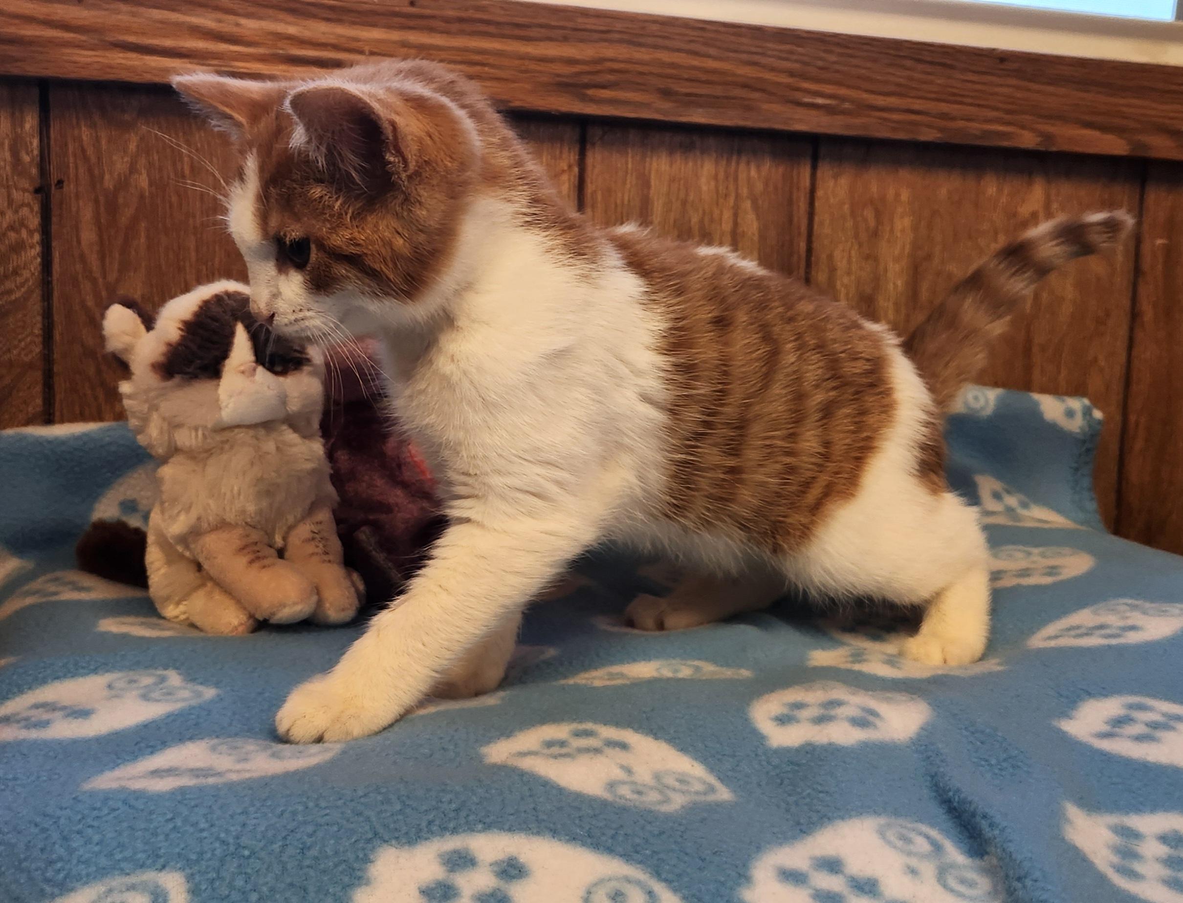 Enlarge Pooh Bear, an adoptable Domestic Short Hair in Linden, NJ image 4/5