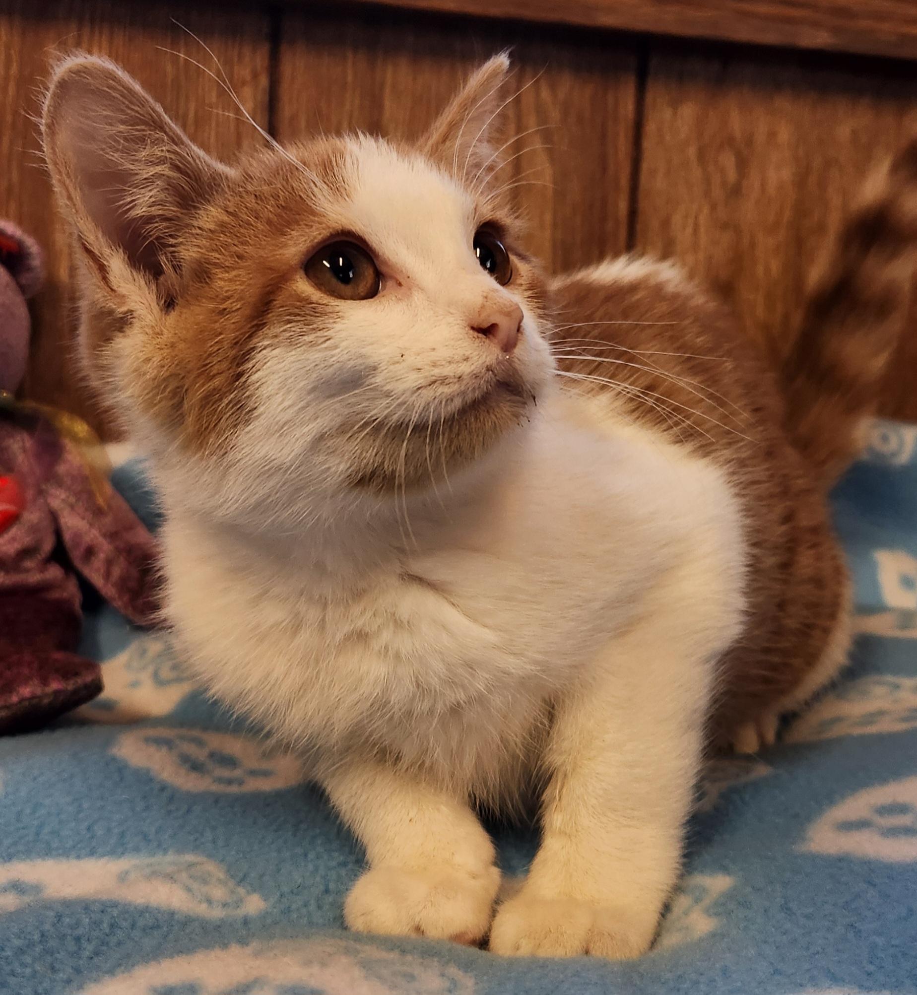 Enlarge Pooh Bear, an adoptable Domestic Short Hair in Linden, NJ image 2/5