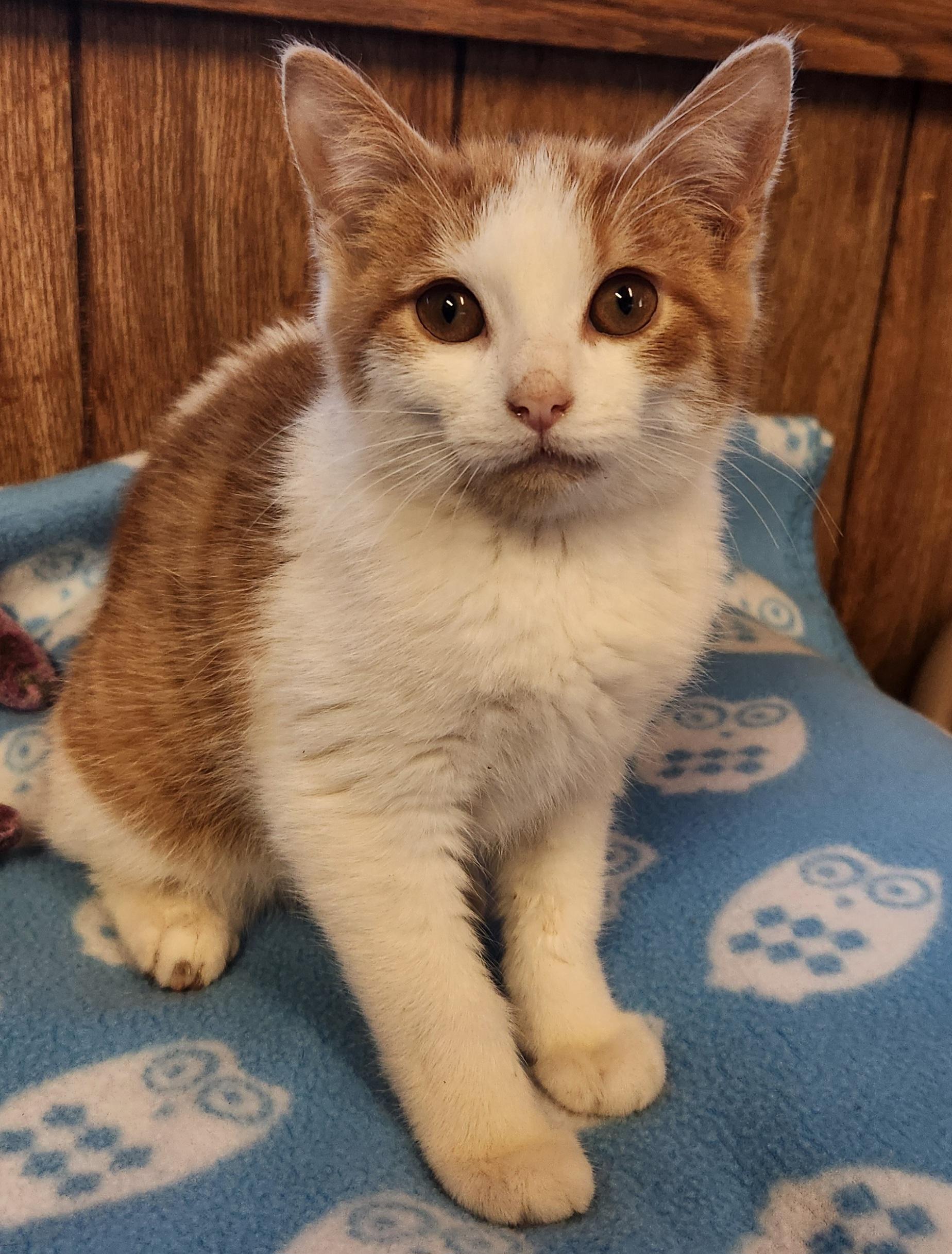 Pooh Bear, adoptable, Kitten Male Domestic Short Hair.