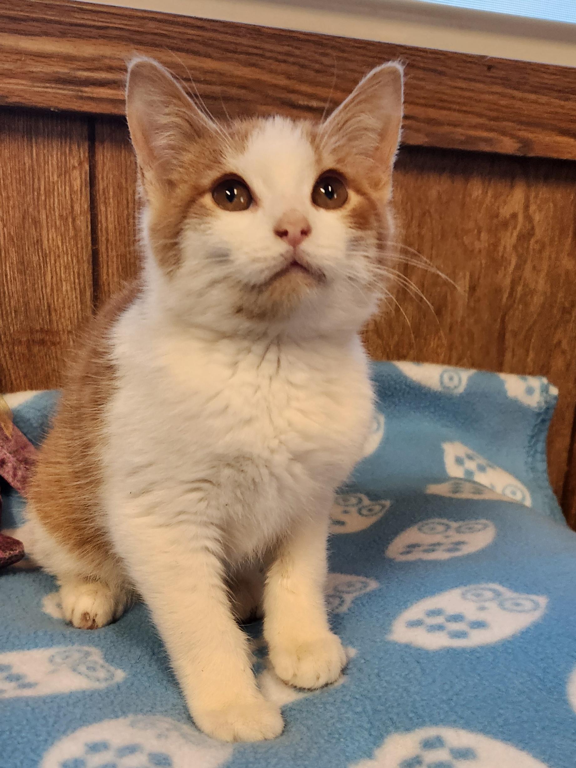 Enlarge Pooh Bear, an adoptable Domestic Short Hair in Linden, NJ image 3/5