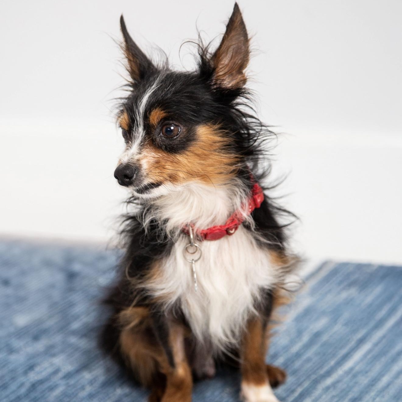 Enlarge Remi, a Adoptable mixed breed in Santa Monica, CA image 1/4