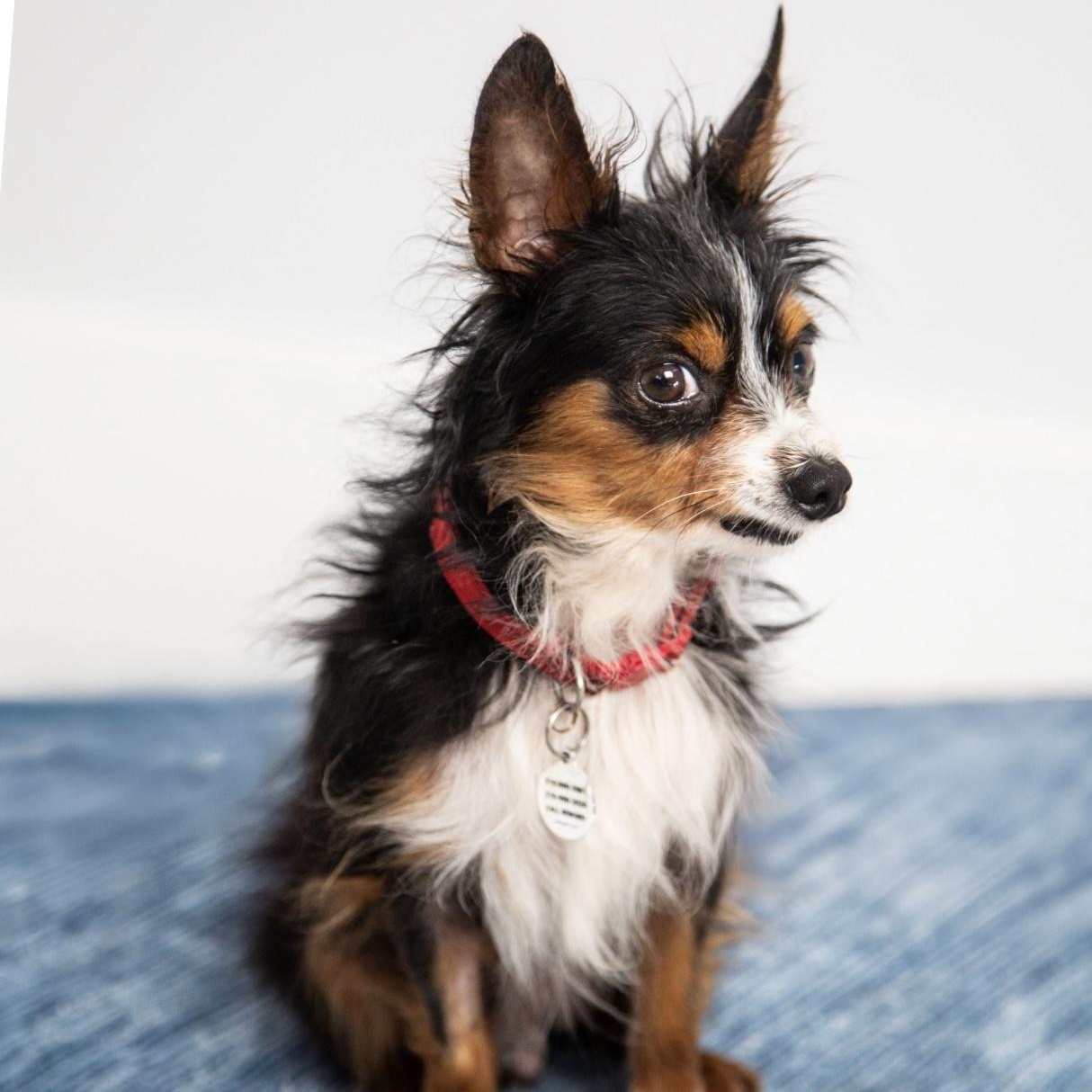 Enlarge Remi, a Adoptable mixed breed in Santa Monica, CA image 2/4