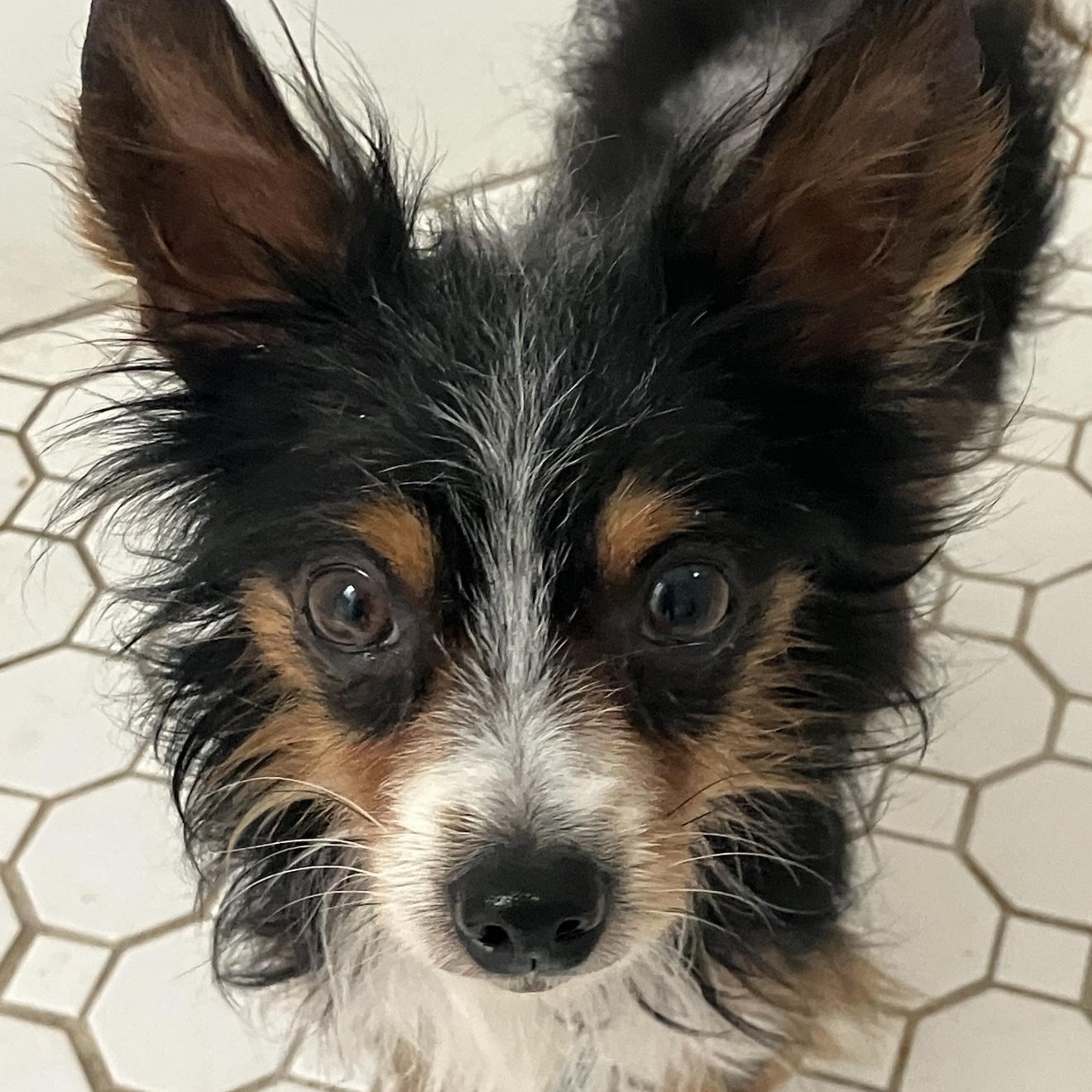 Enlarge Remi, a Adoptable mixed breed in Santa Monica, CA image 3/4