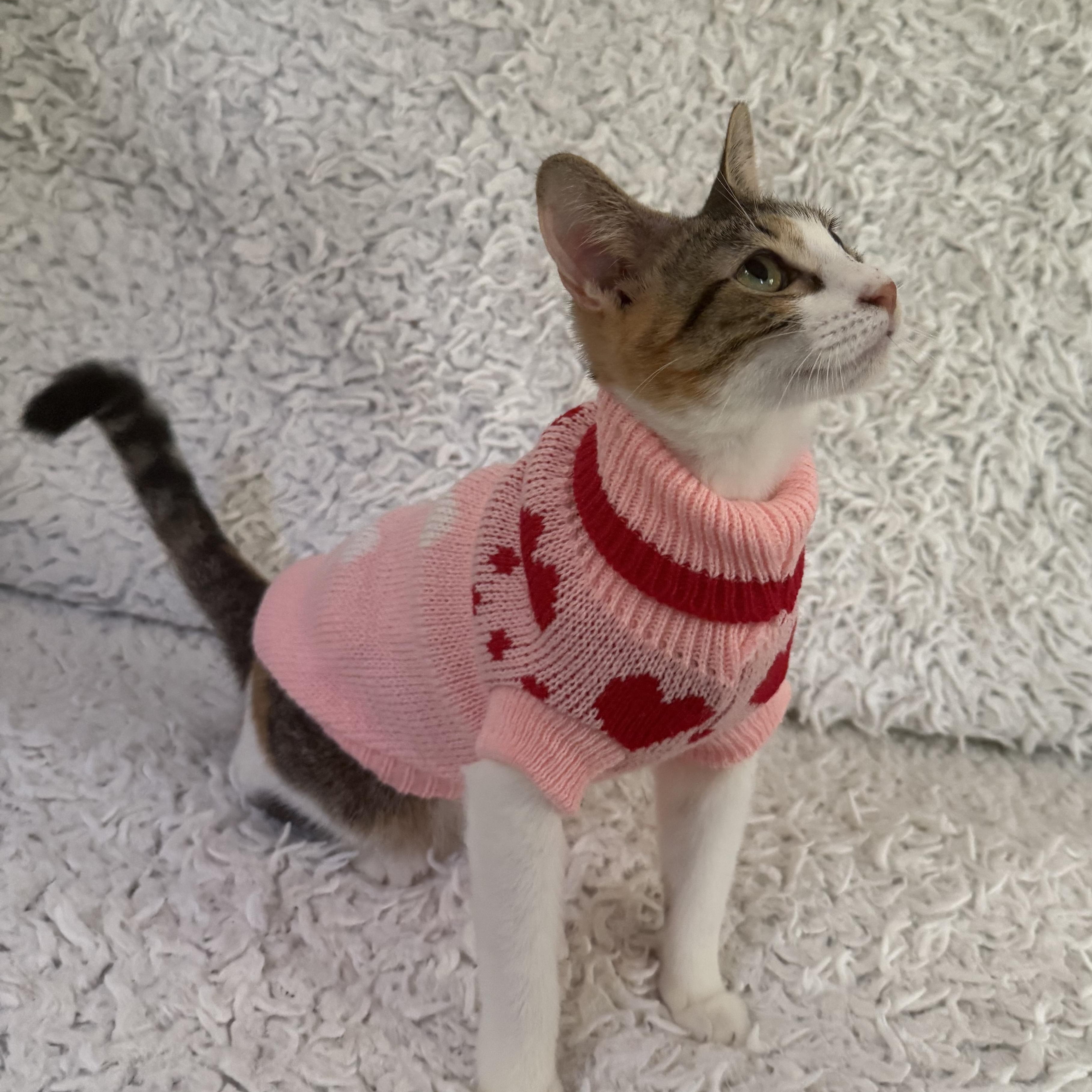 Scrap, Adoptable, Kitten Female Domestic Short Hair.