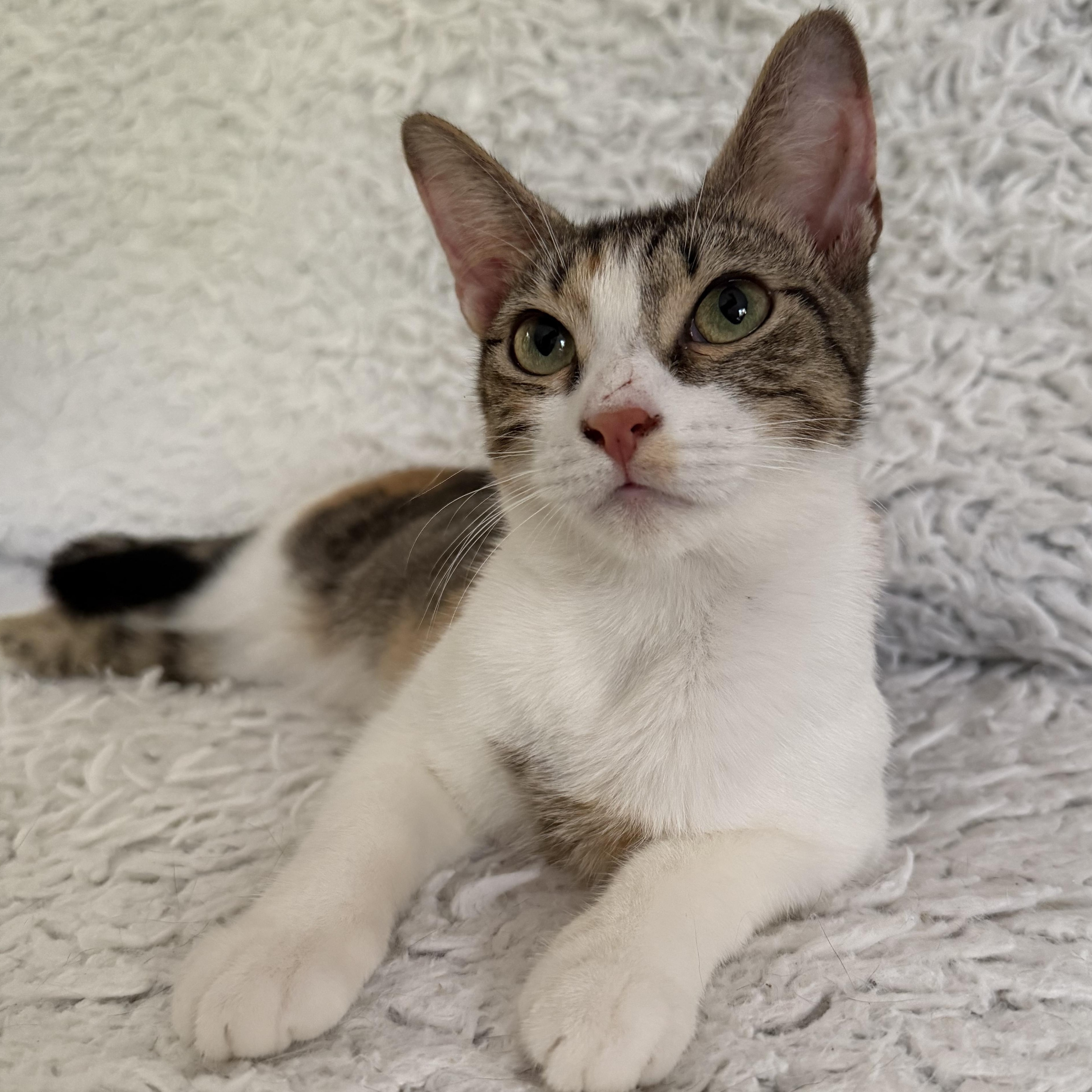Enlarge Scrap, a Adoptable Domestic Short Hair in Vineyard Haven, MA image 3/5