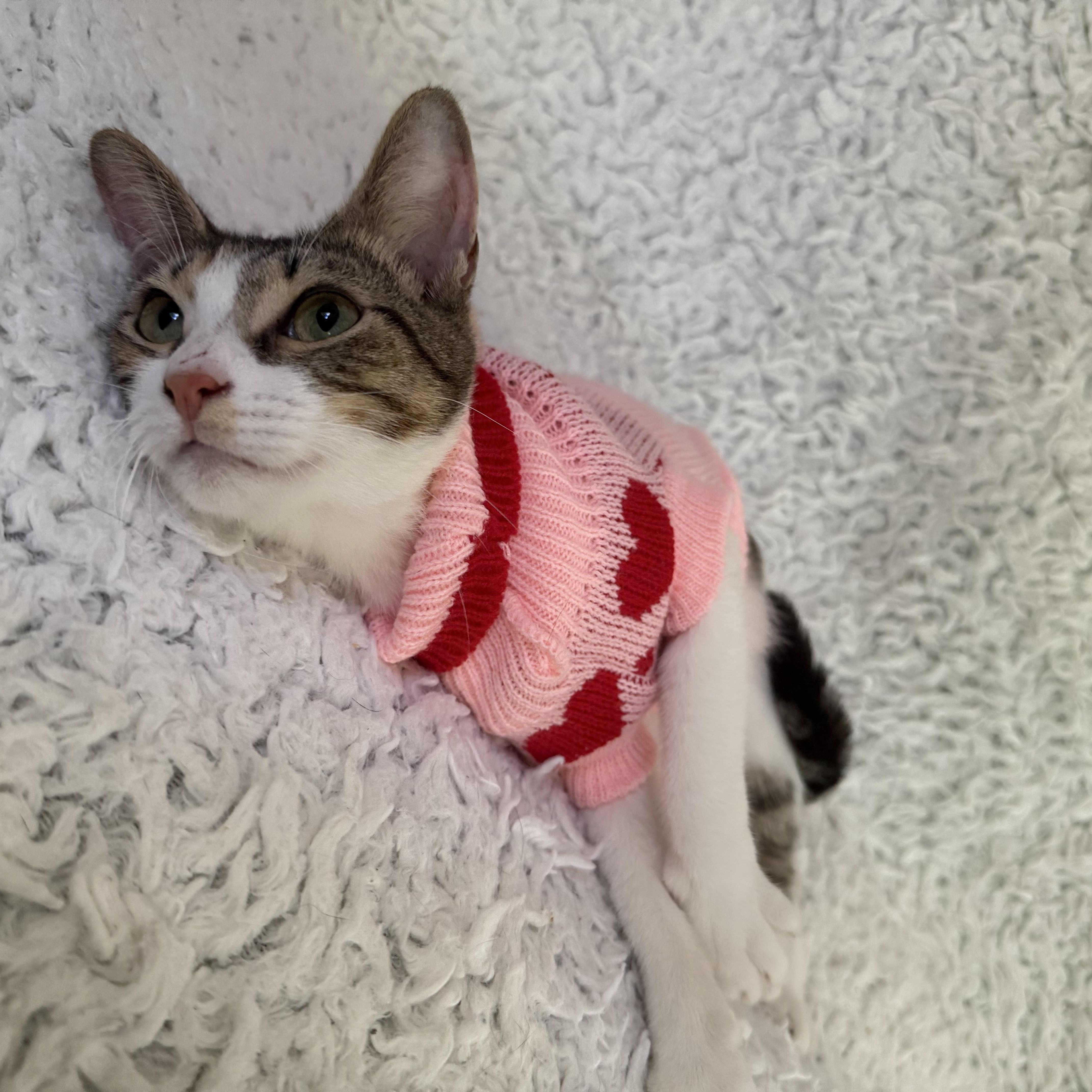 Enlarge Scrap, a Adoptable Domestic Short Hair in Vineyard Haven, MA image 4/5
