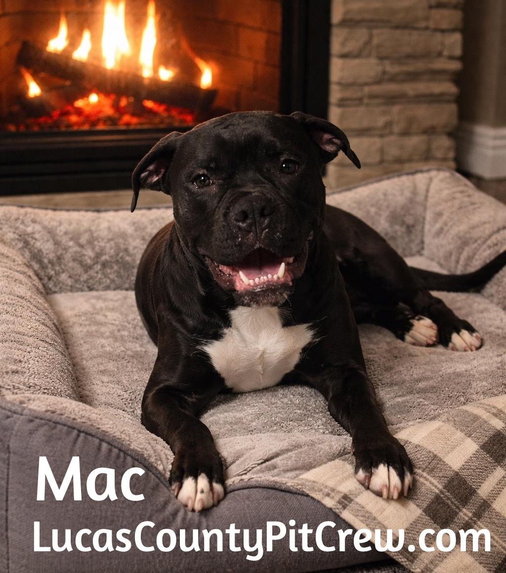 Enlarge Mac, an adopted mixed breed in Toledo, OH image 1/1