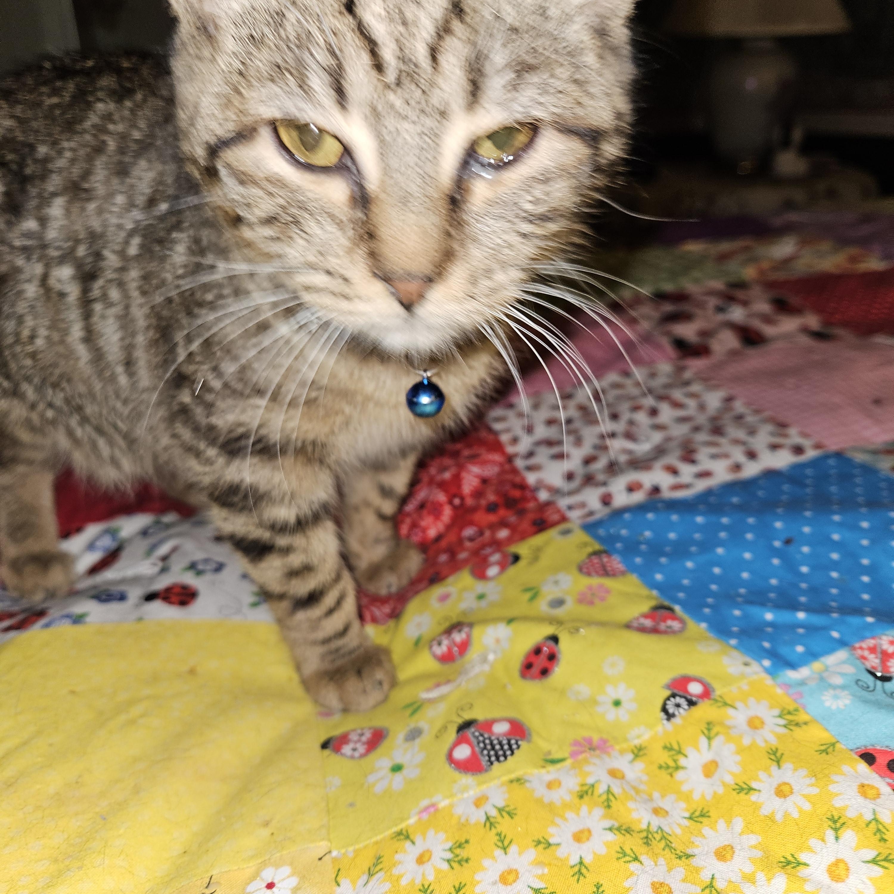 Thomas, a Adoptable Domestic Short Hair in Mansfield, PA image 1/6