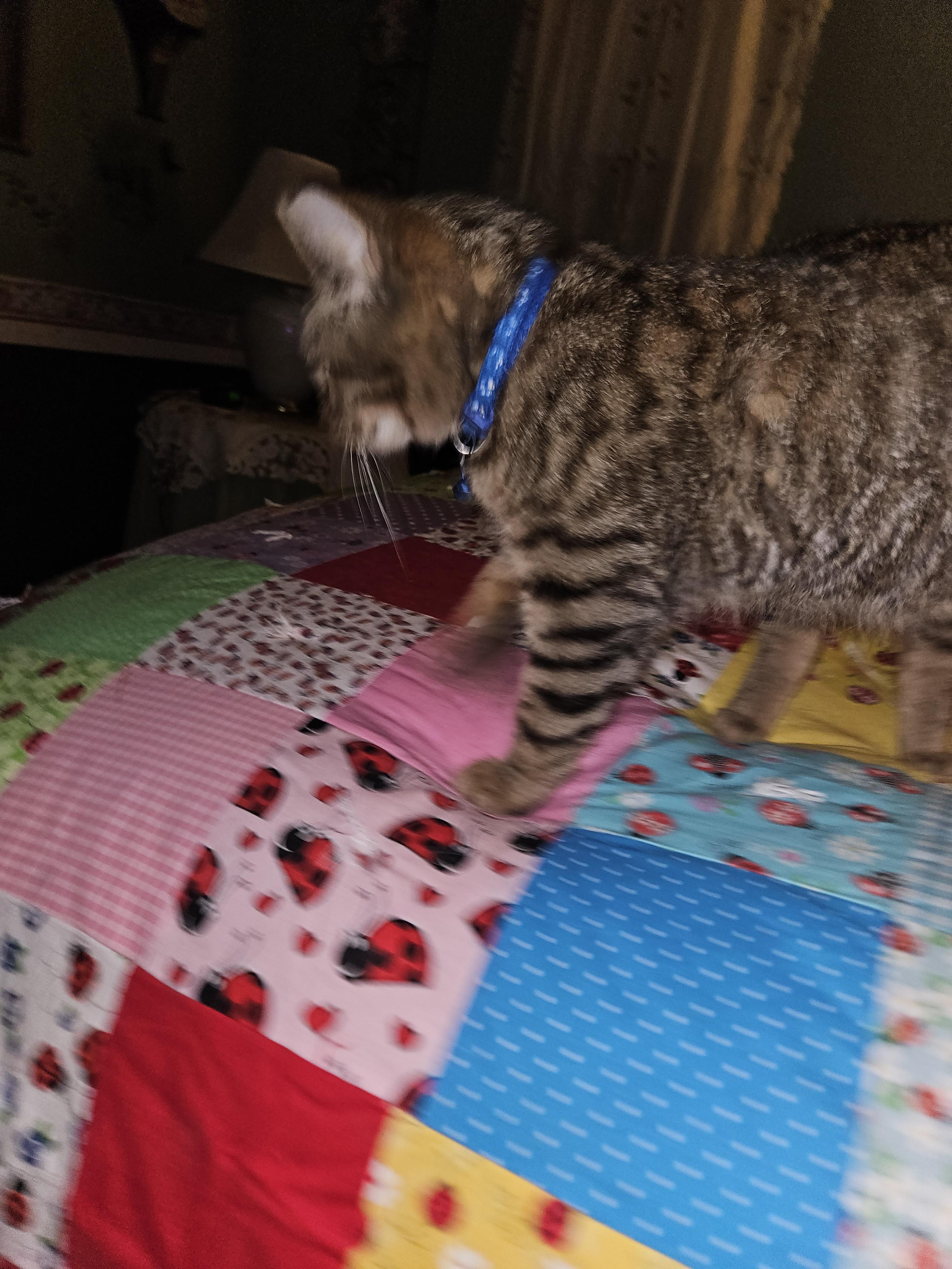 Thomas, Adoptable, Young Male Domestic Short Hair.