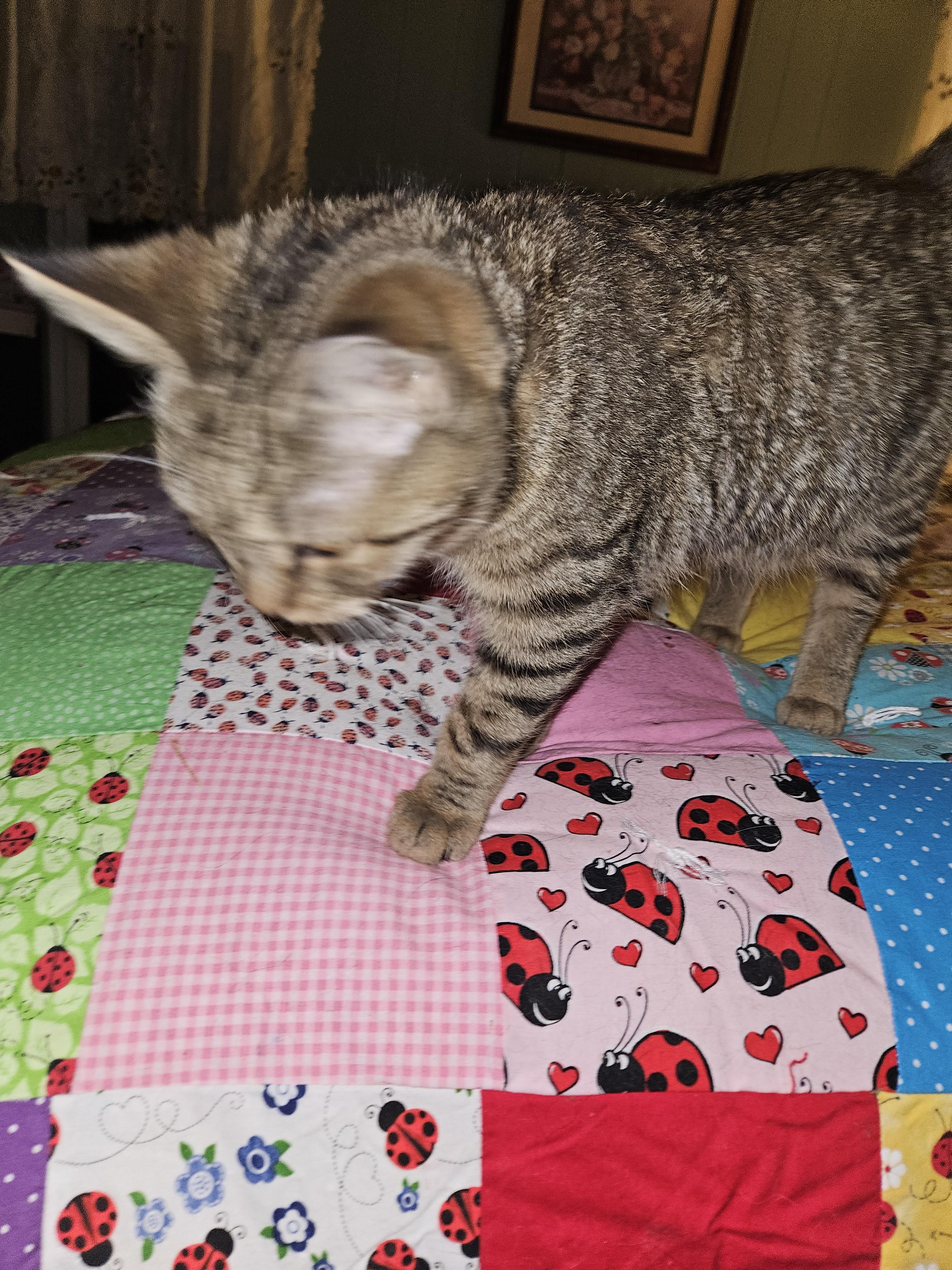 Thomas, a Adoptable Domestic Short Hair in Mansfield, PA image 3/6