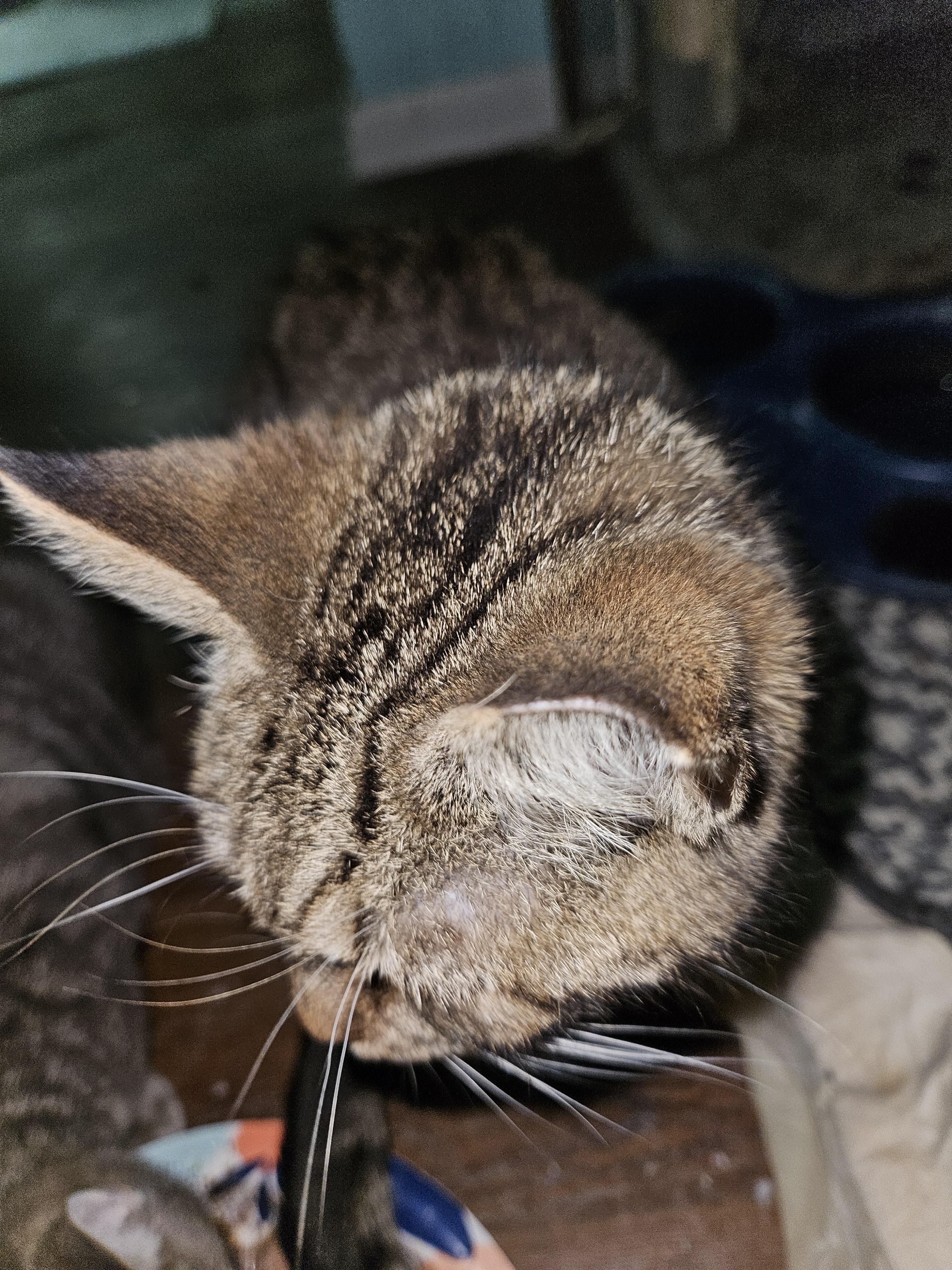 Thomas, a Adoptable Domestic Short Hair in Mansfield, PA image 4/6