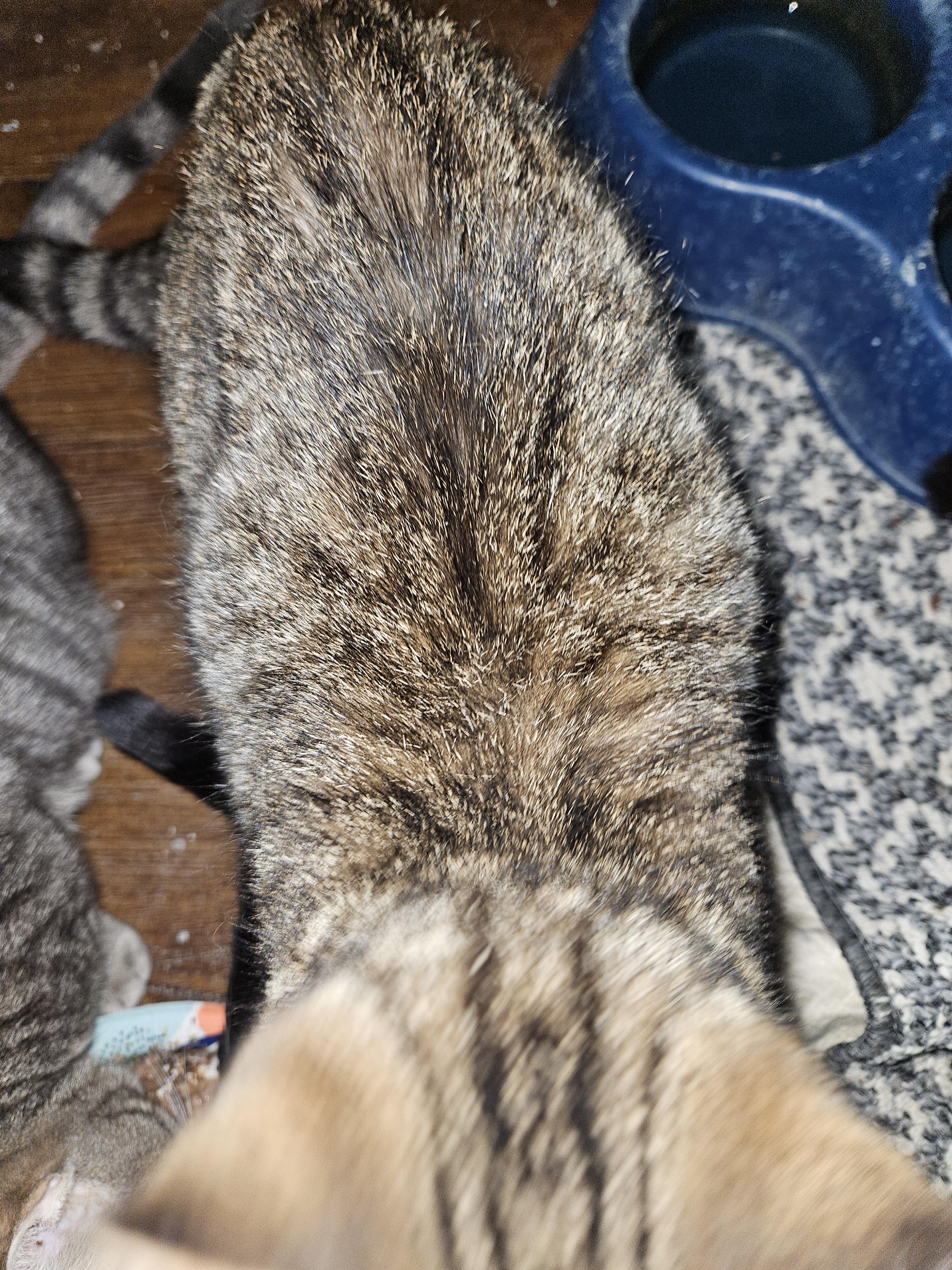 Thomas, a Adoptable Domestic Short Hair in Mansfield, PA image 5/6