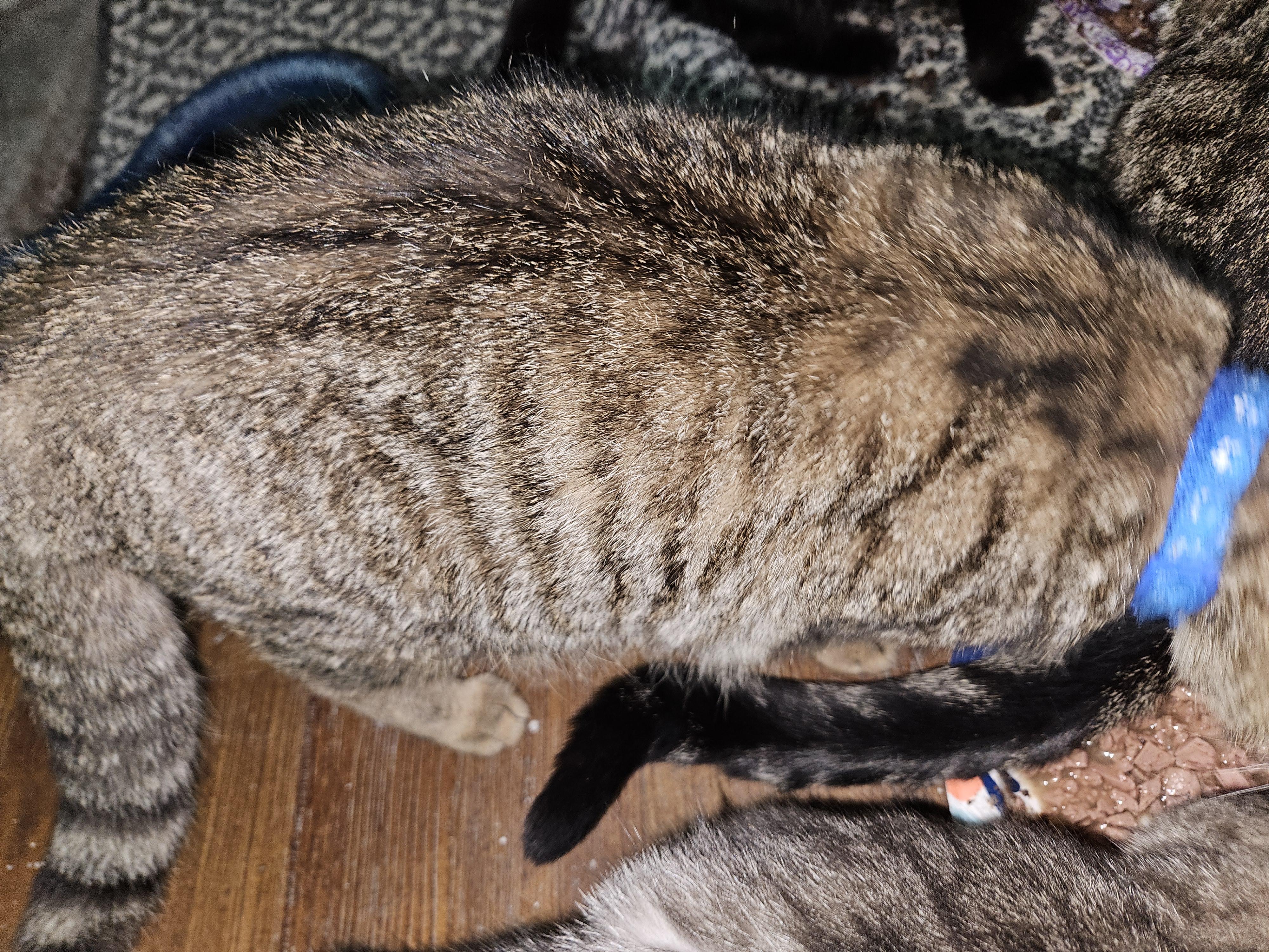 Thomas, a Adoptable Domestic Short Hair in Mansfield, PA image 6/6