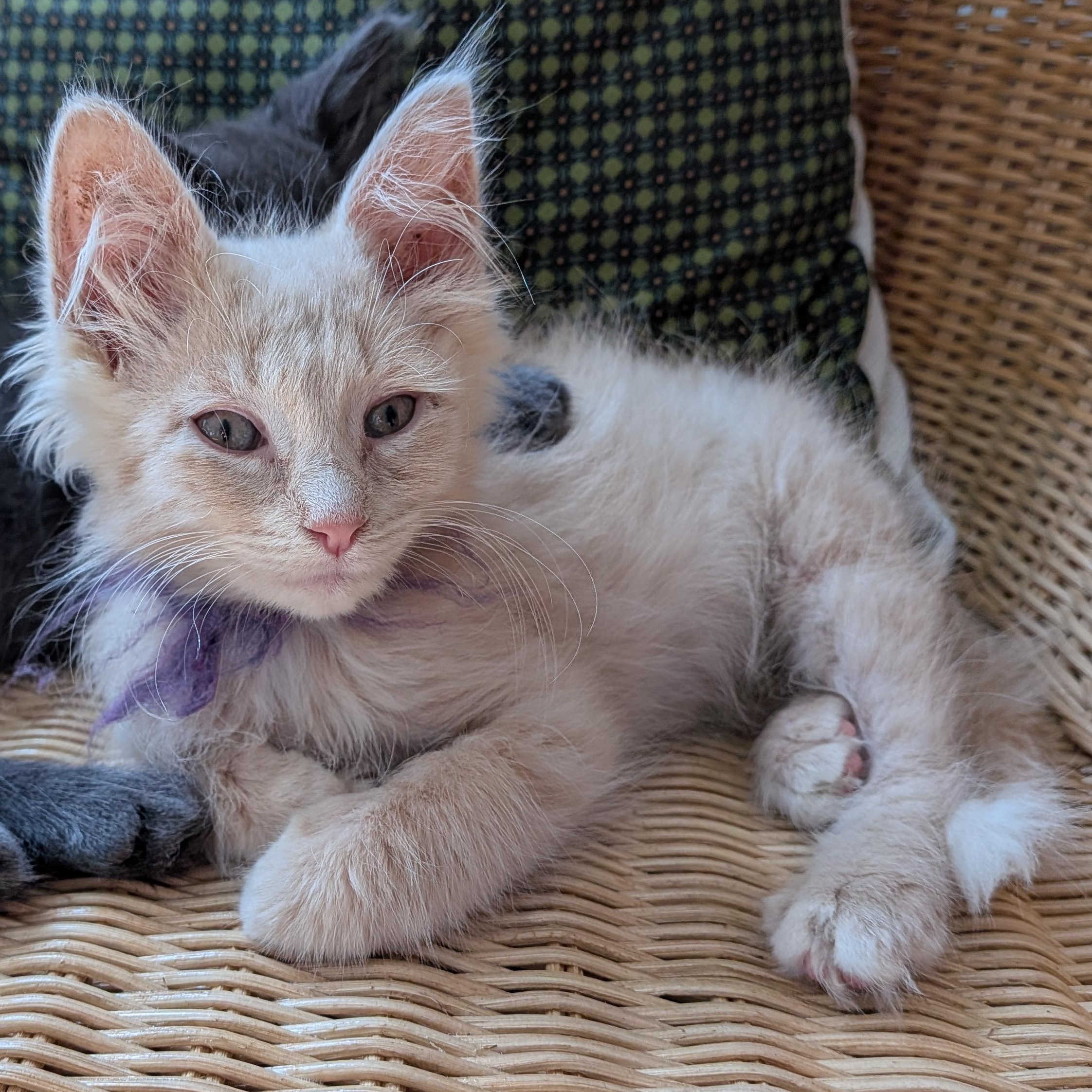 Pumpkin, Adopted, Kitten Male Domestic Long Hair.