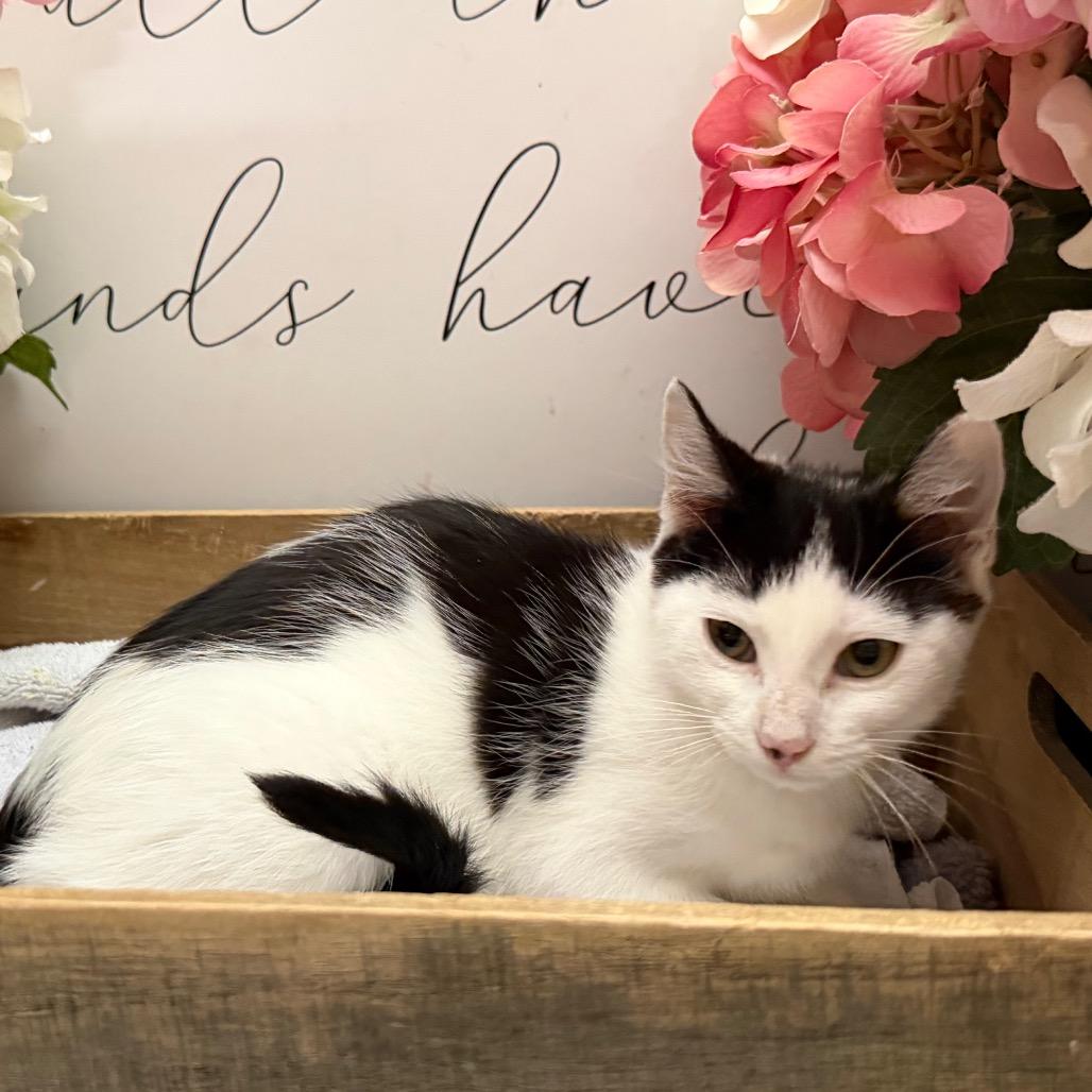 Mixer, Adoptable, Kitten Female American Shorthair.