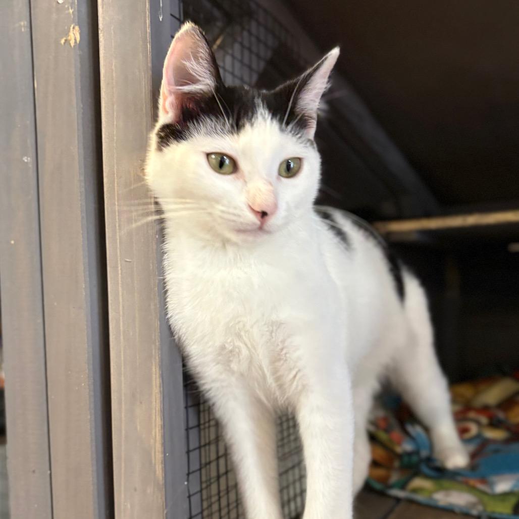 Enlarge Mixer, a Adoptable American Shorthair in Newberg, OR image 1/6