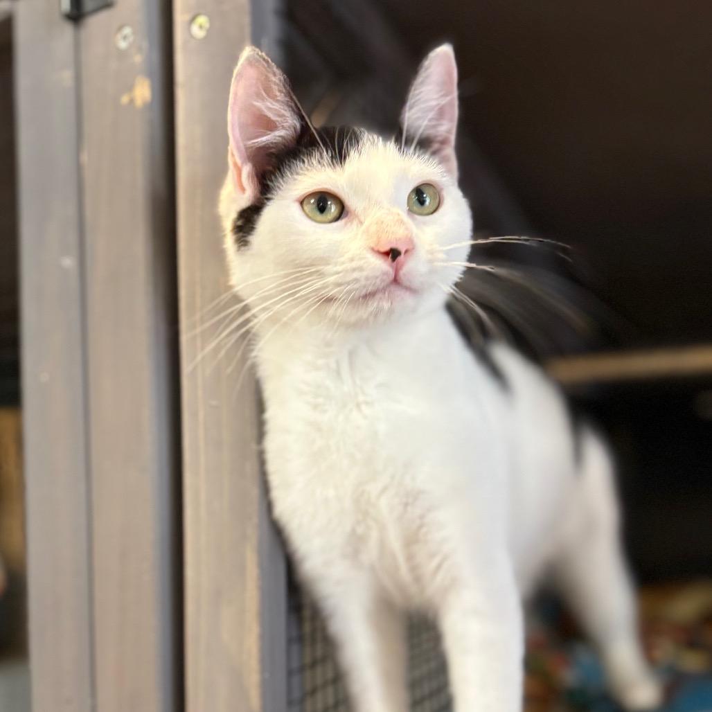 Enlarge Mixer, a Adoptable American Shorthair in Newberg, OR image 2/6