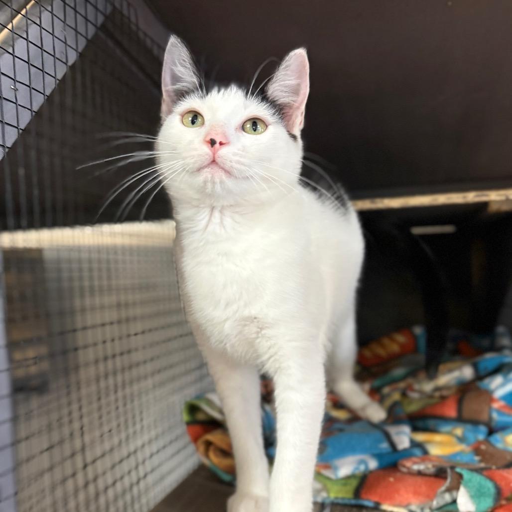 Enlarge Mixer, a Adoptable American Shorthair in Newberg, OR image 3/6