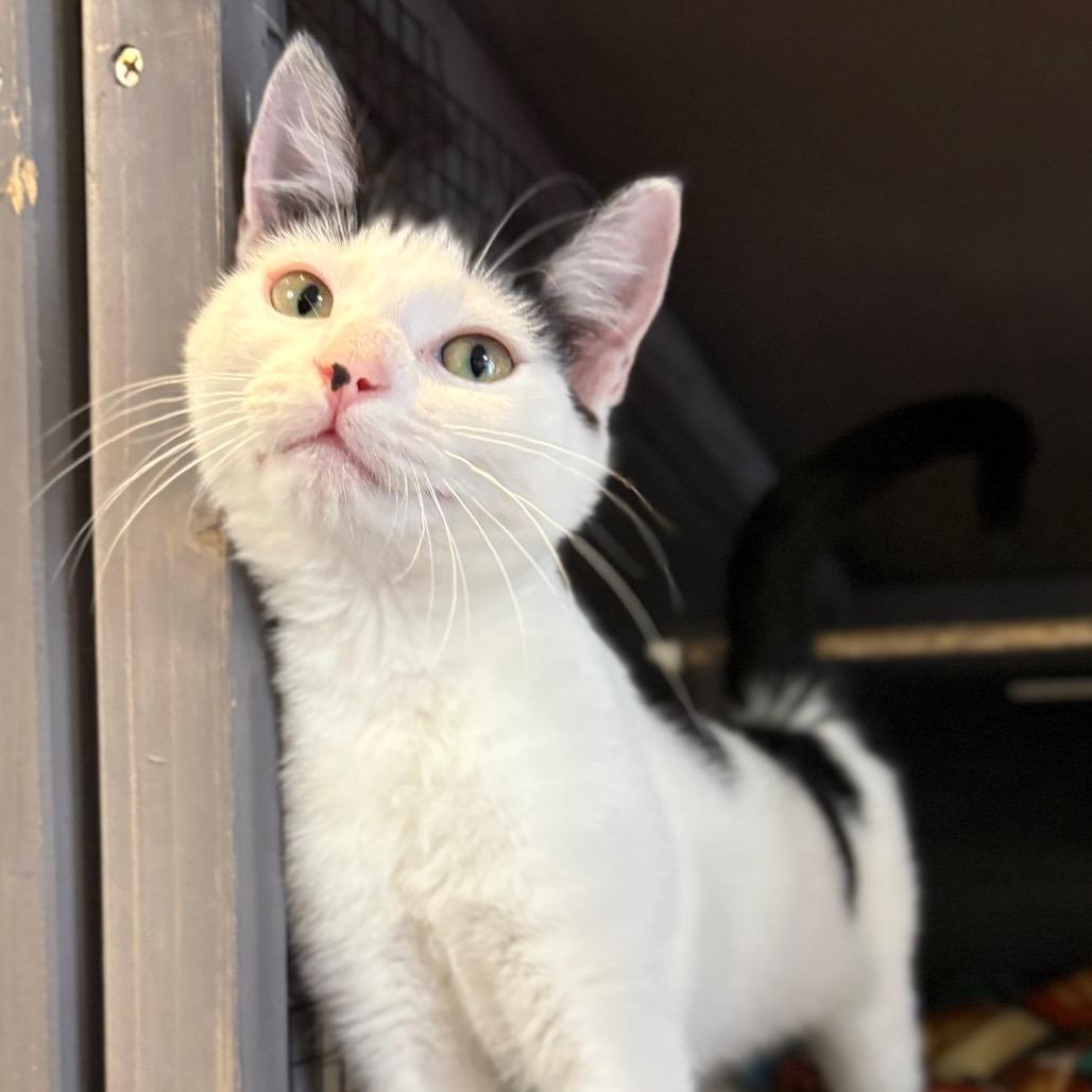 Enlarge Mixer, a Adoptable American Shorthair in Newberg, OR image 4/6