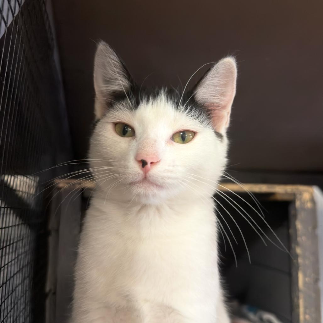 Enlarge Mixer, a Adoptable American Shorthair in Newberg, OR image 5/6
