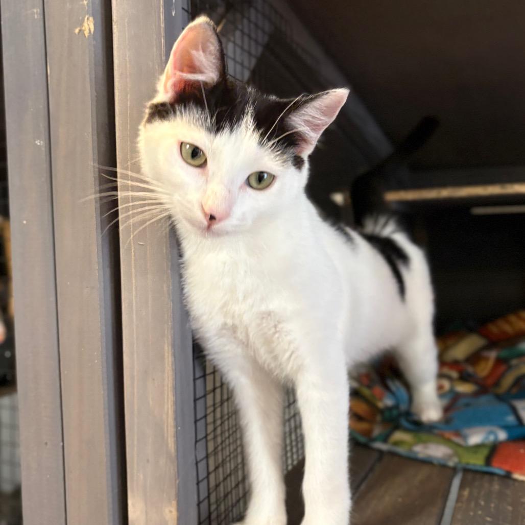 Enlarge Mixer, a Adoptable American Shorthair in Newberg, OR image 6/6