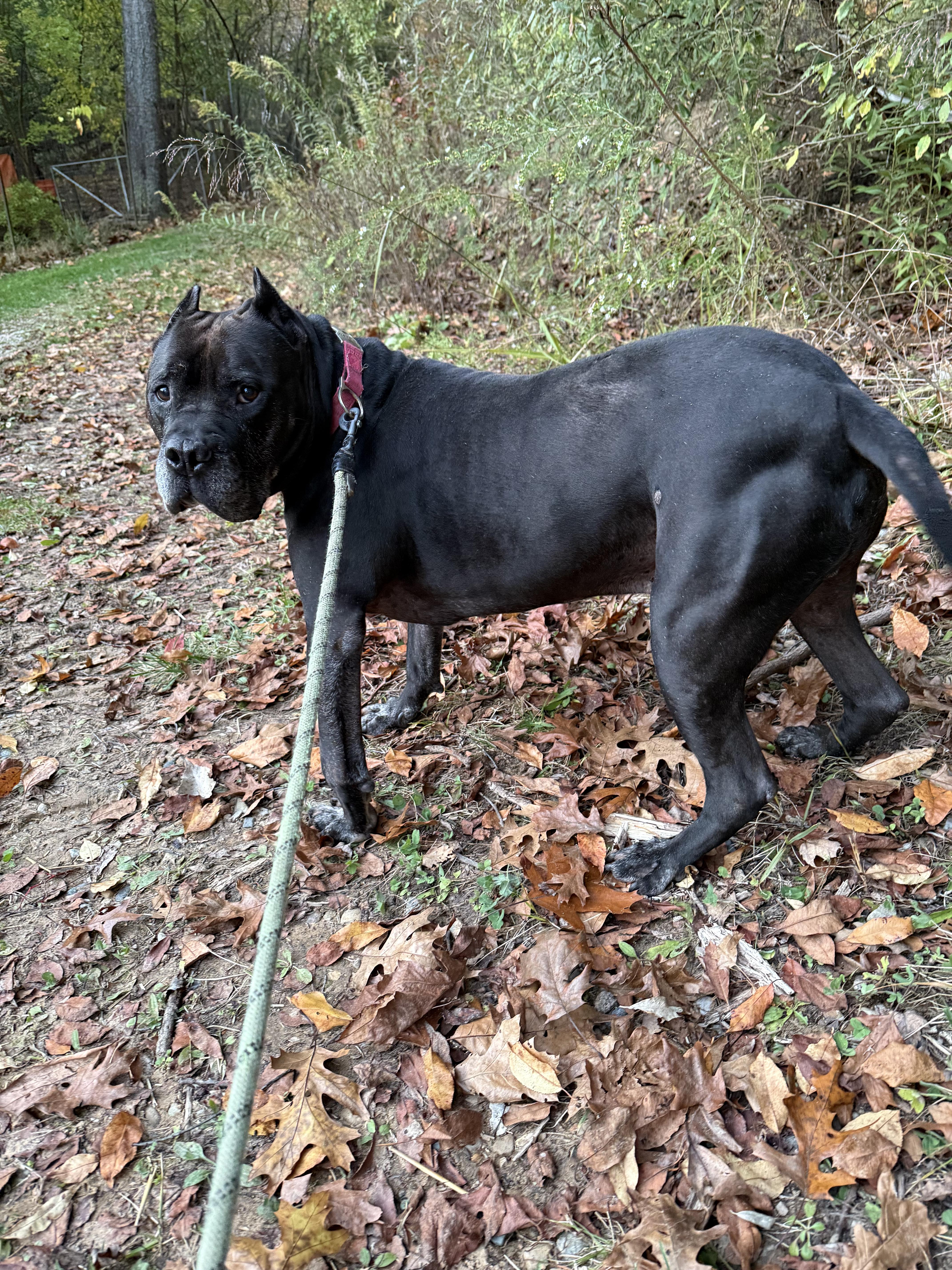 Klein, a Adoptable American Staffordshire Terrier in Battle Creek, MI image 1/3