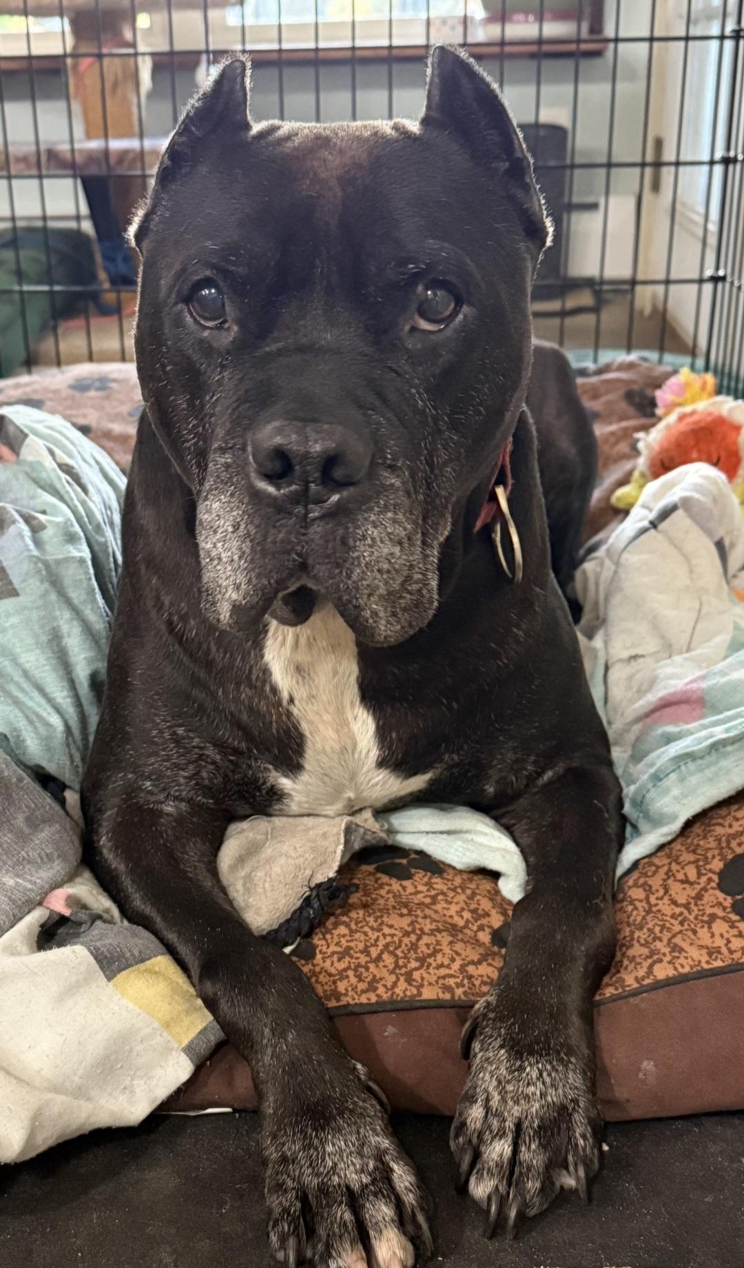 Klein, a Adoptable American Staffordshire Terrier in Battle Creek, MI image 2/3