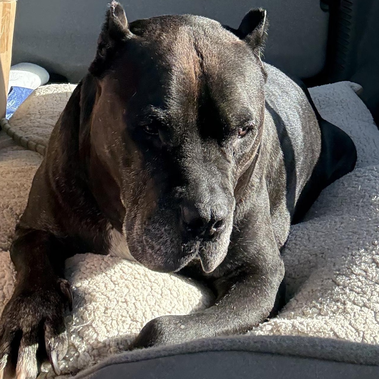 Klein, a Adoptable American Staffordshire Terrier in Battle Creek, MI image 3/3