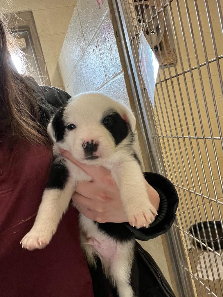 Snickers, Adopted, Puppy Male Collie.