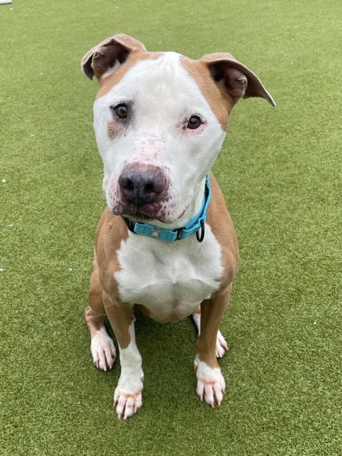 BROLY, Adoptable, Adult Male Bull Terrier.