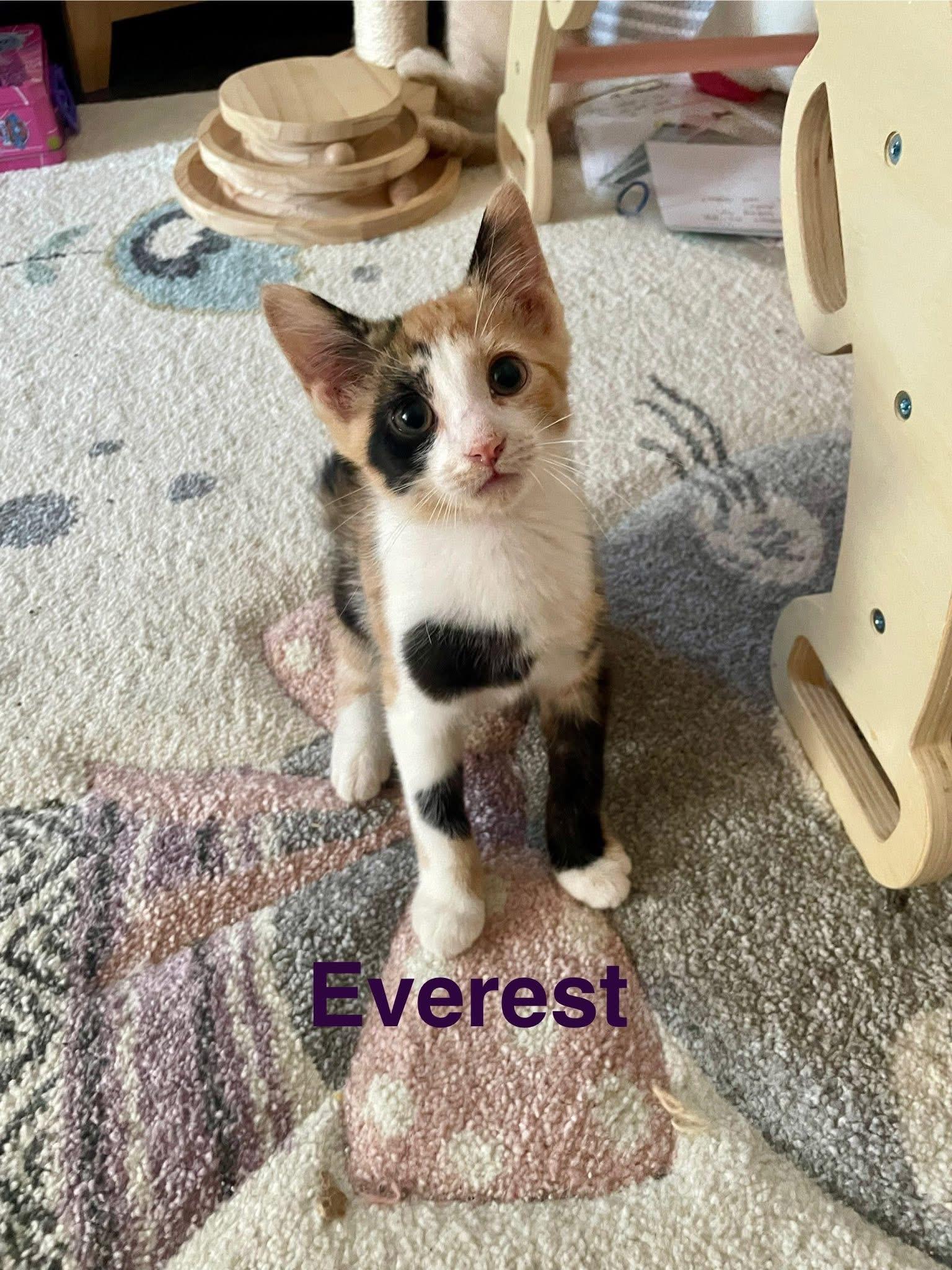 Everest (kitten) needs to be adopted with one of her littermates