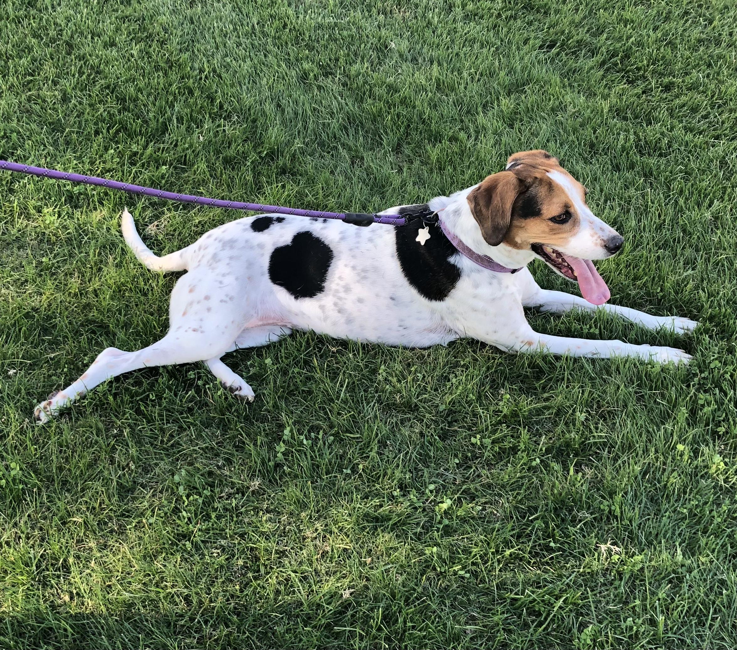 Enlarge Millie, a Adoptable mixed breed in Scottsdale, AZ image 1/6