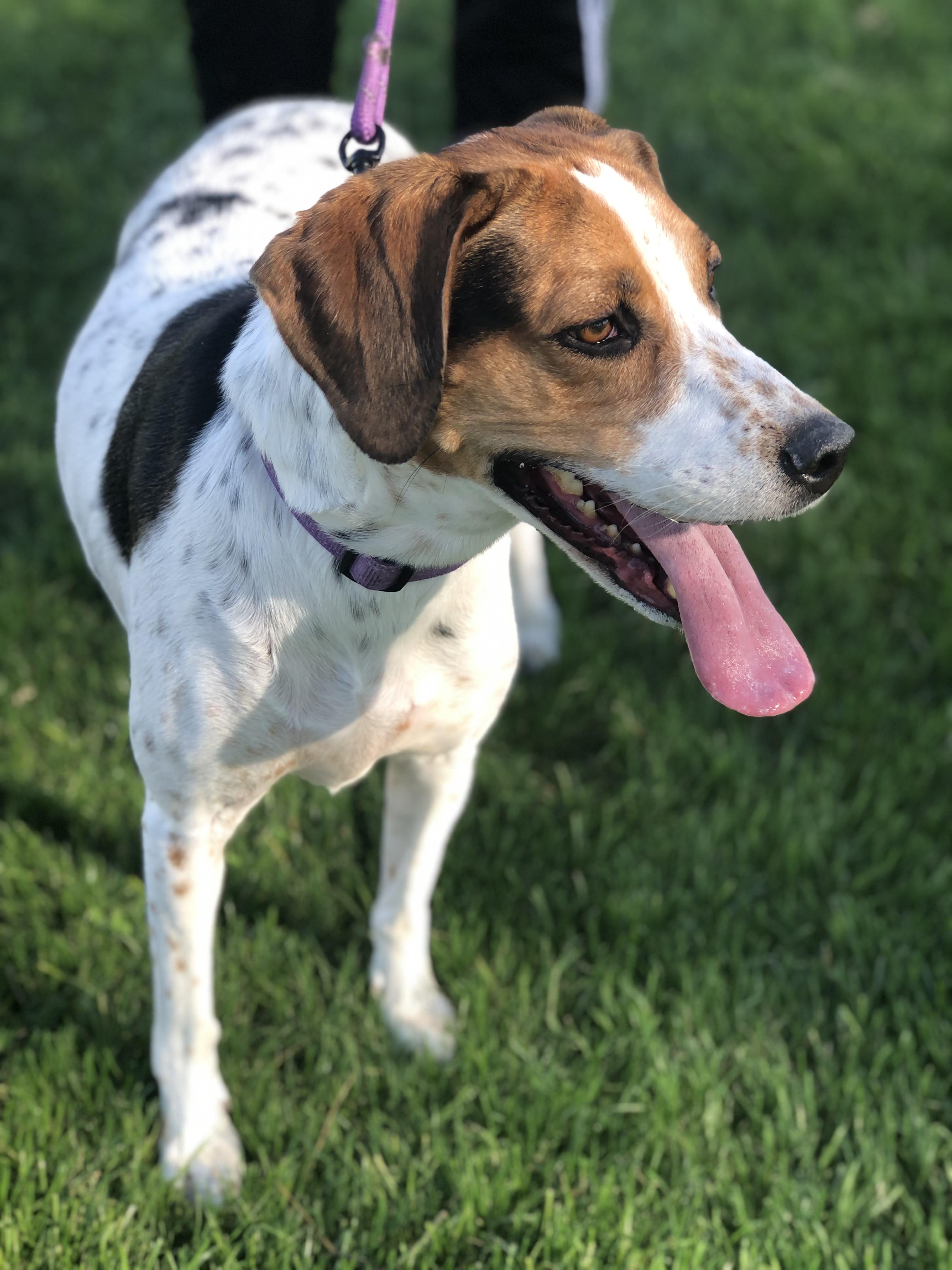 Enlarge Millie, a Adoptable mixed breed in Scottsdale, AZ image 2/6