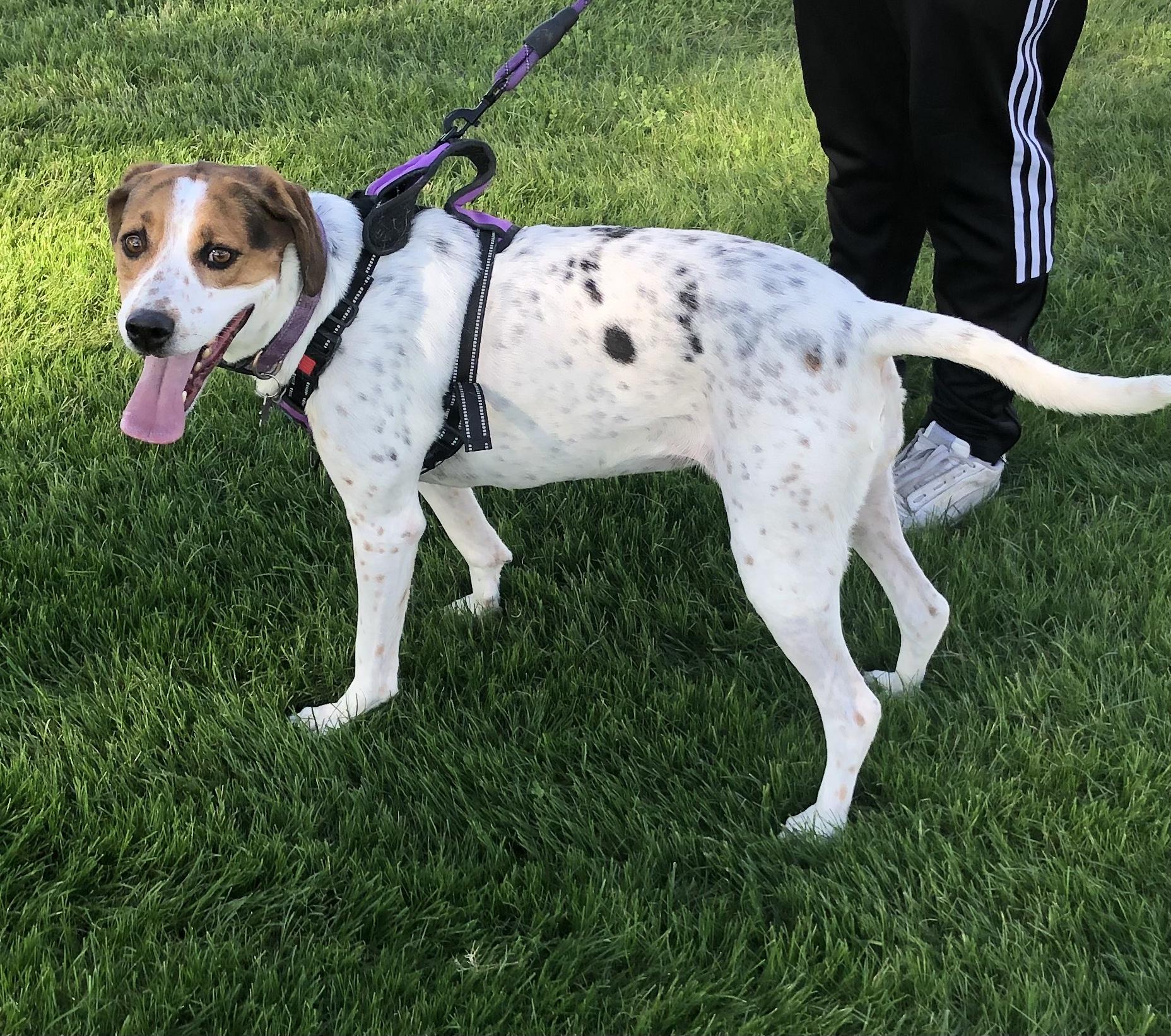 Enlarge Millie, a Adoptable mixed breed in Scottsdale, AZ image 3/6